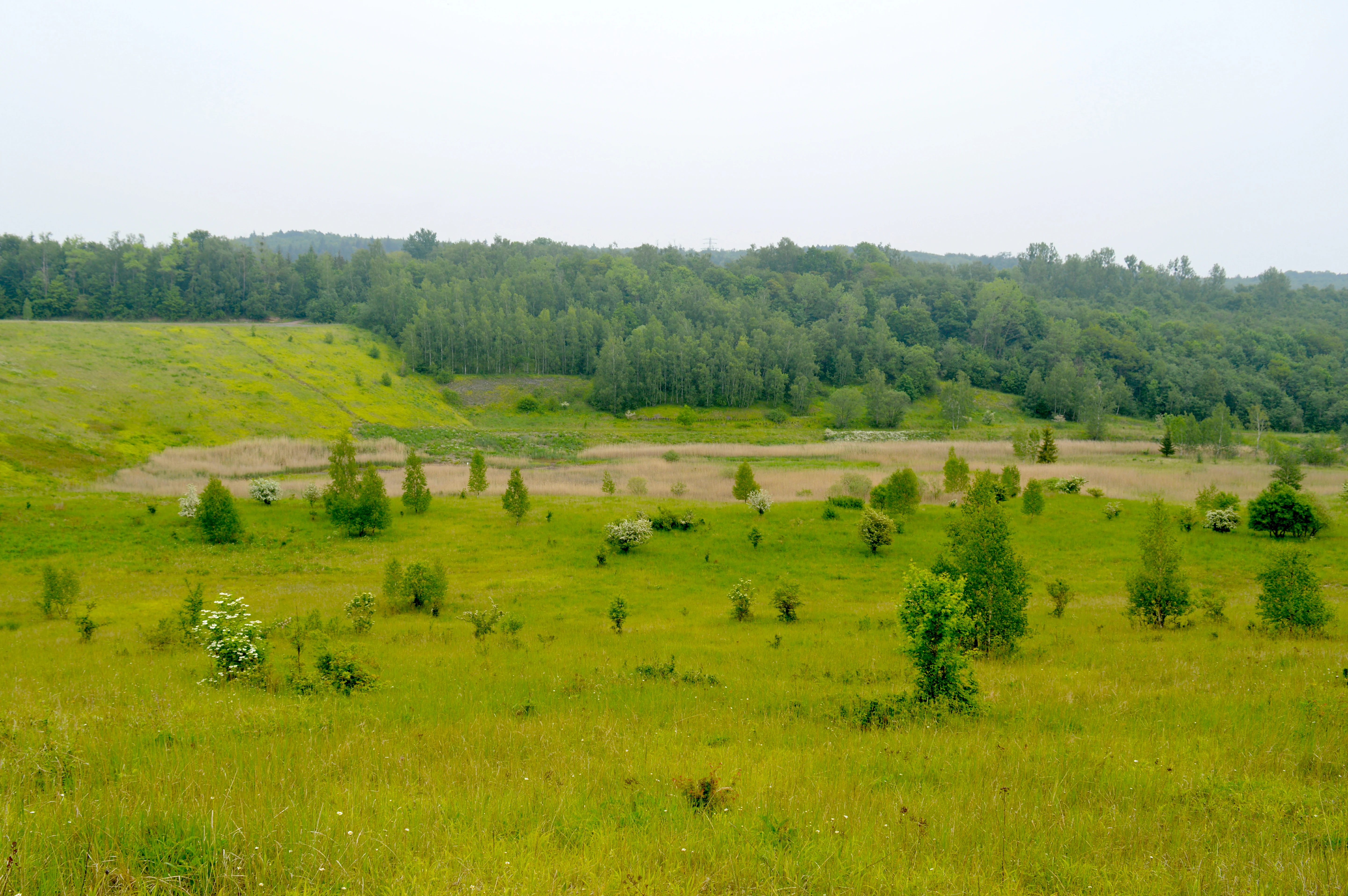 A wide, green, meadow-like landscape with scattered small trees and shrubs leading to a central wetland area with a dense forest line in the background under an overcast sky.