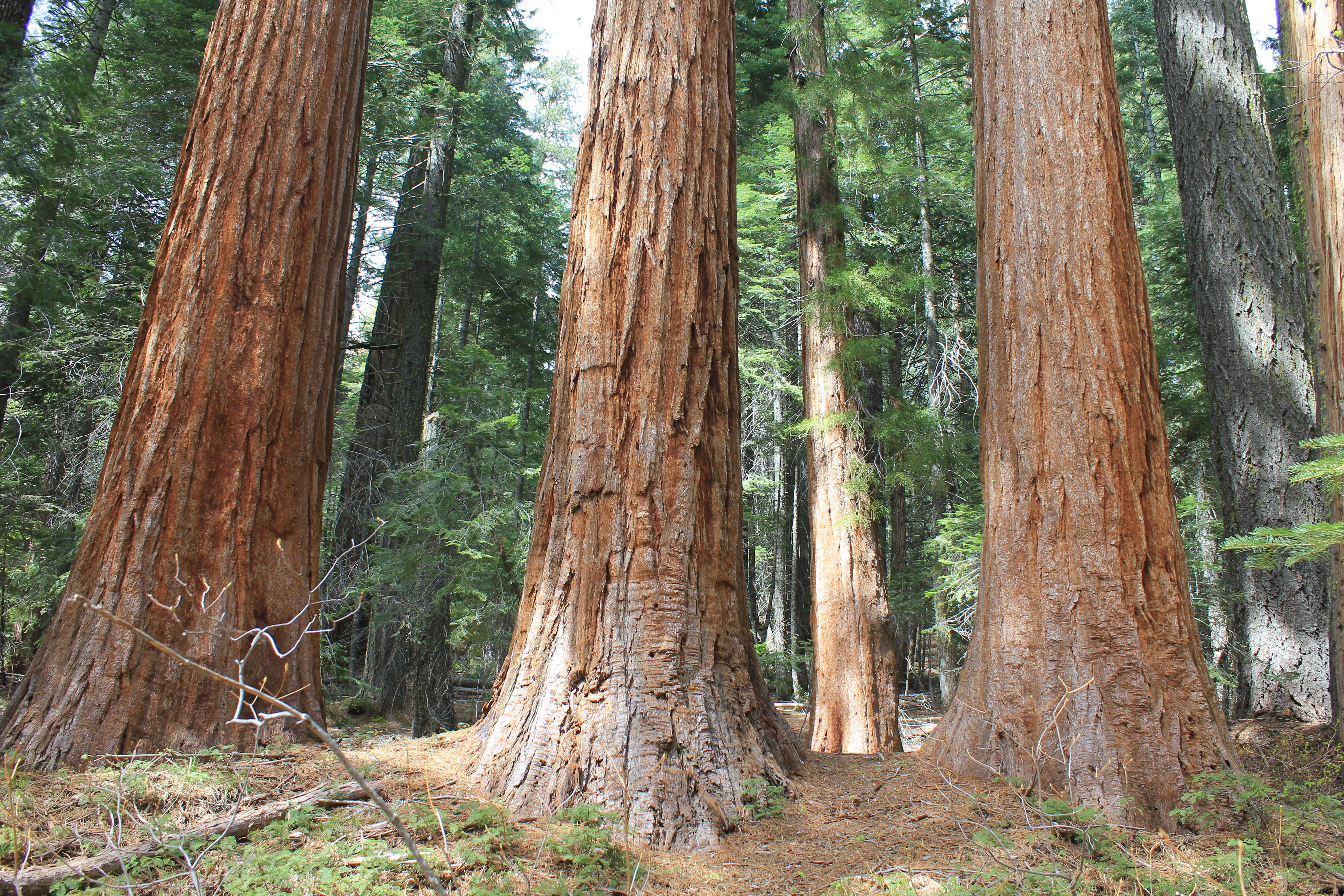 Several large mature giant sequoia trees with reddish-brown, fibrous bark standing in a forest setting.