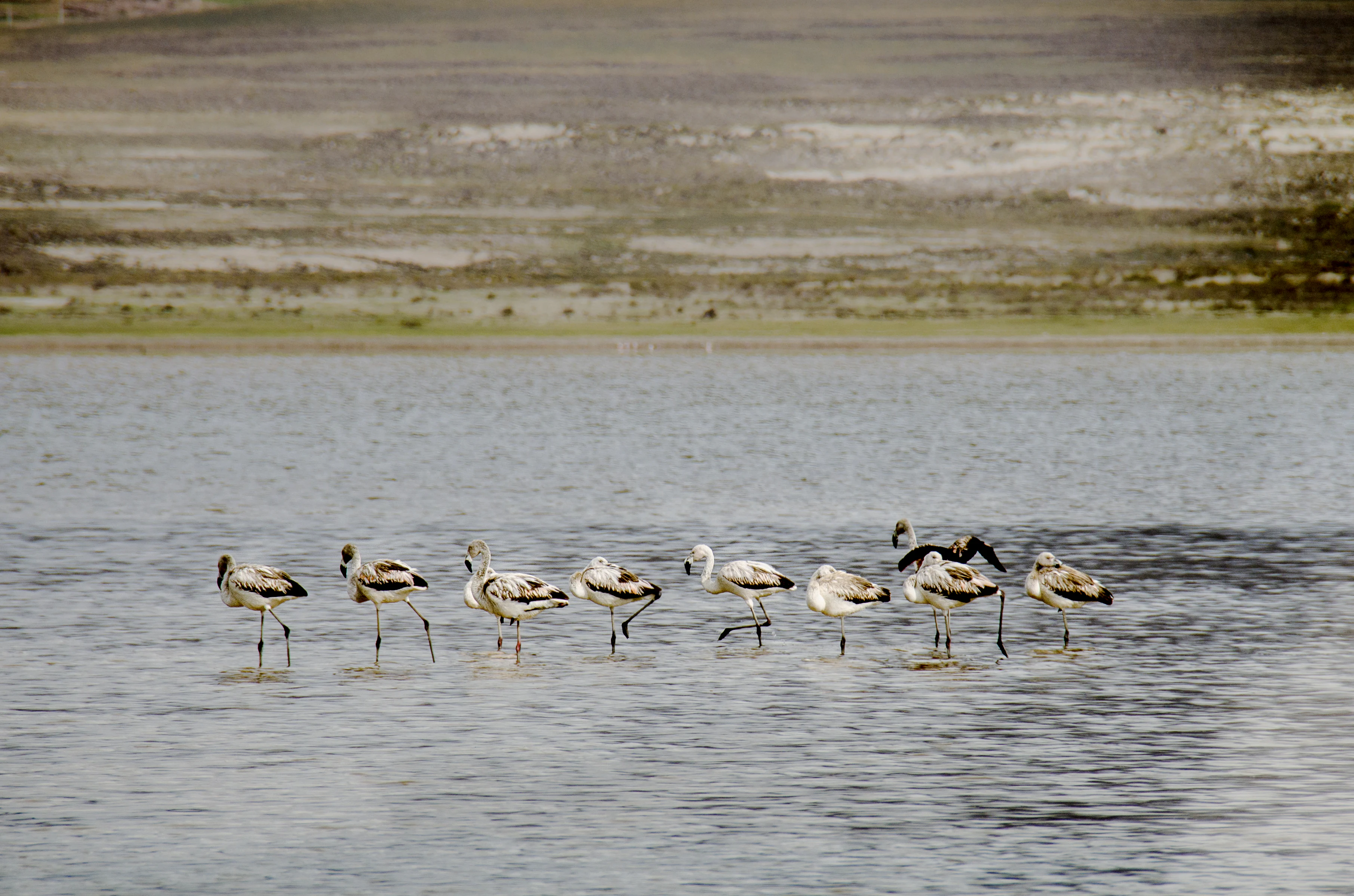 A group of eight flamingos standing in shallow, rippled water with a desert shoreline in the background.