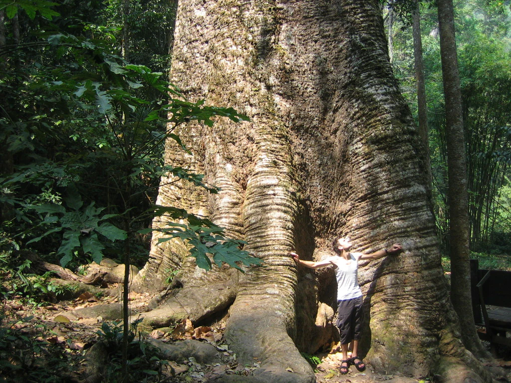 Large tree with textured bark in a forest, person standing with arms outstretched touching the trunk
