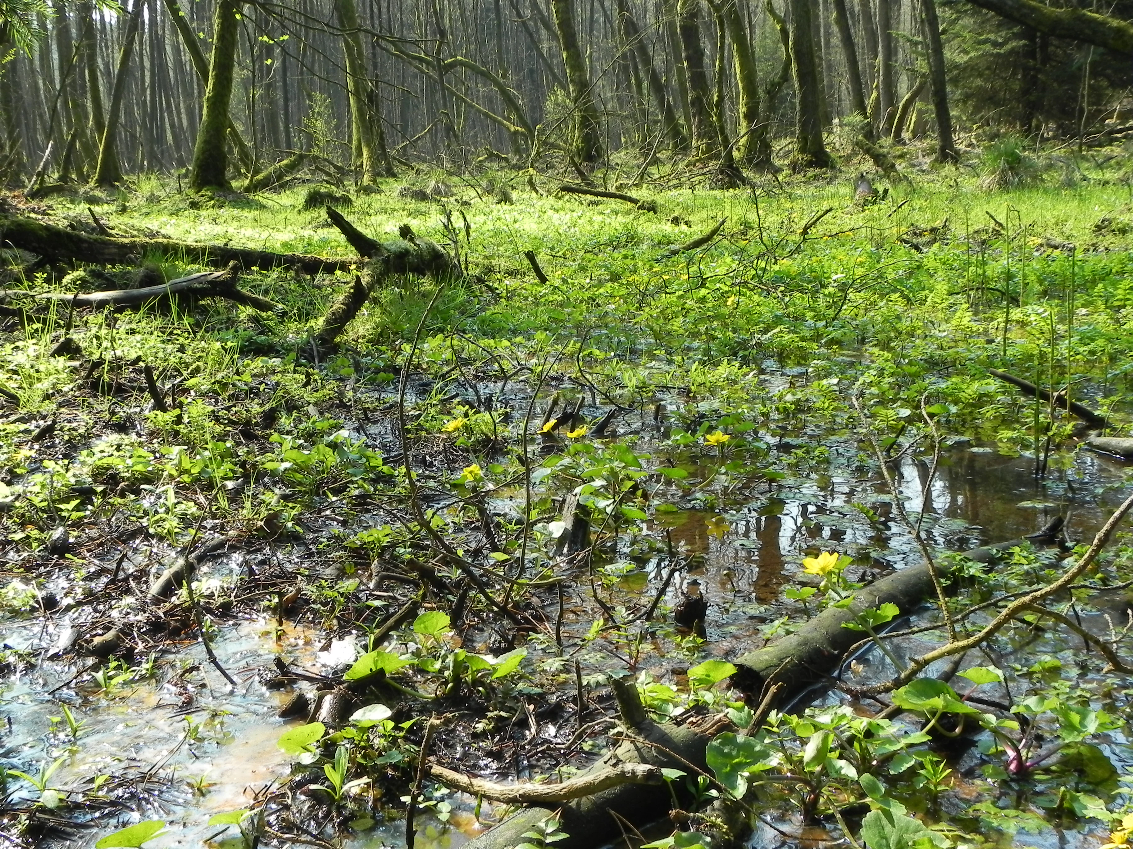 A swampy woodland floor with standing water and yellow marsh marigold flowers surrounded by fallen logs and tree trunks in a green forest.