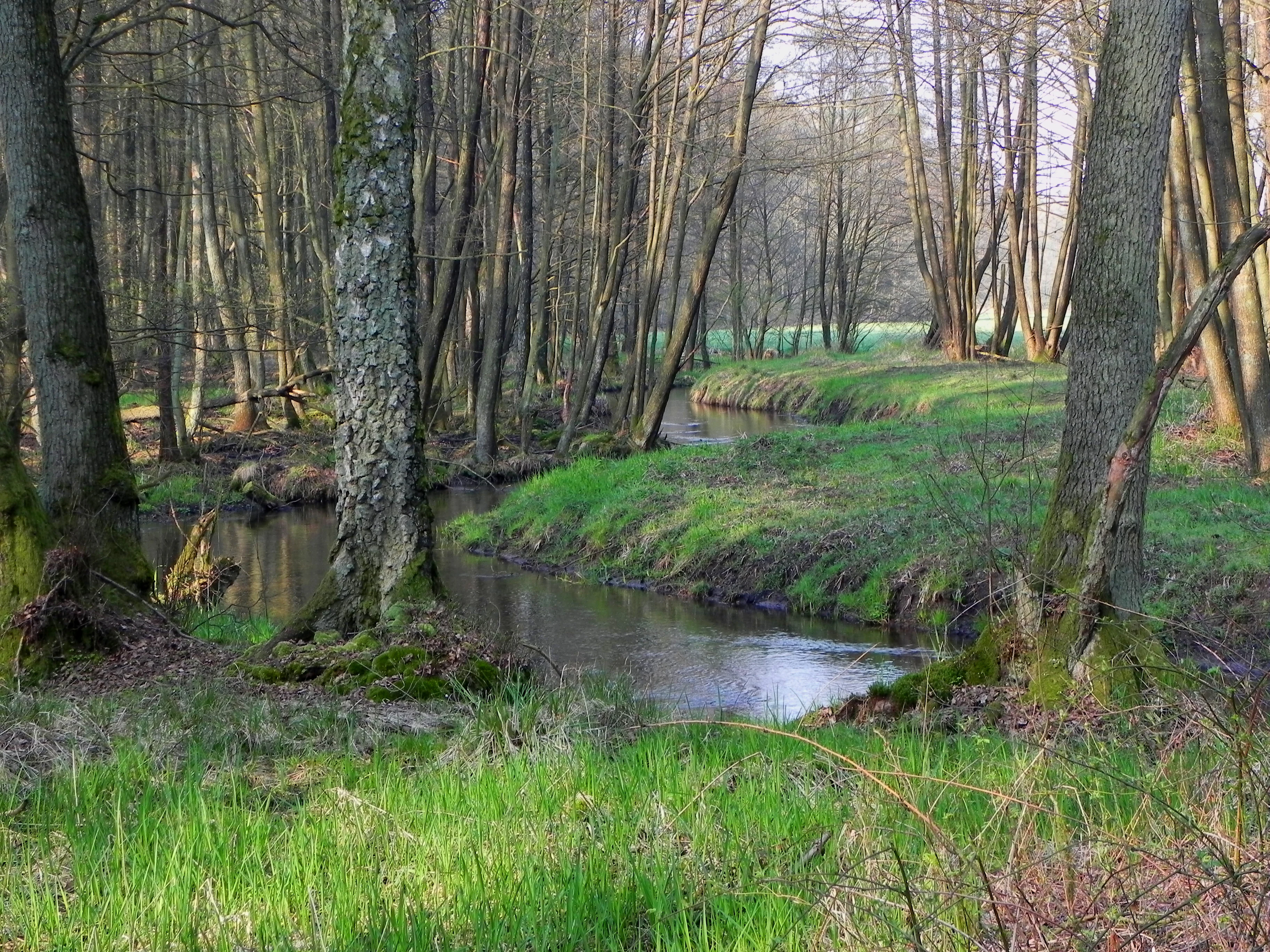 A small, winding river flowing through a lush green floodplain forest with deciduous trees.