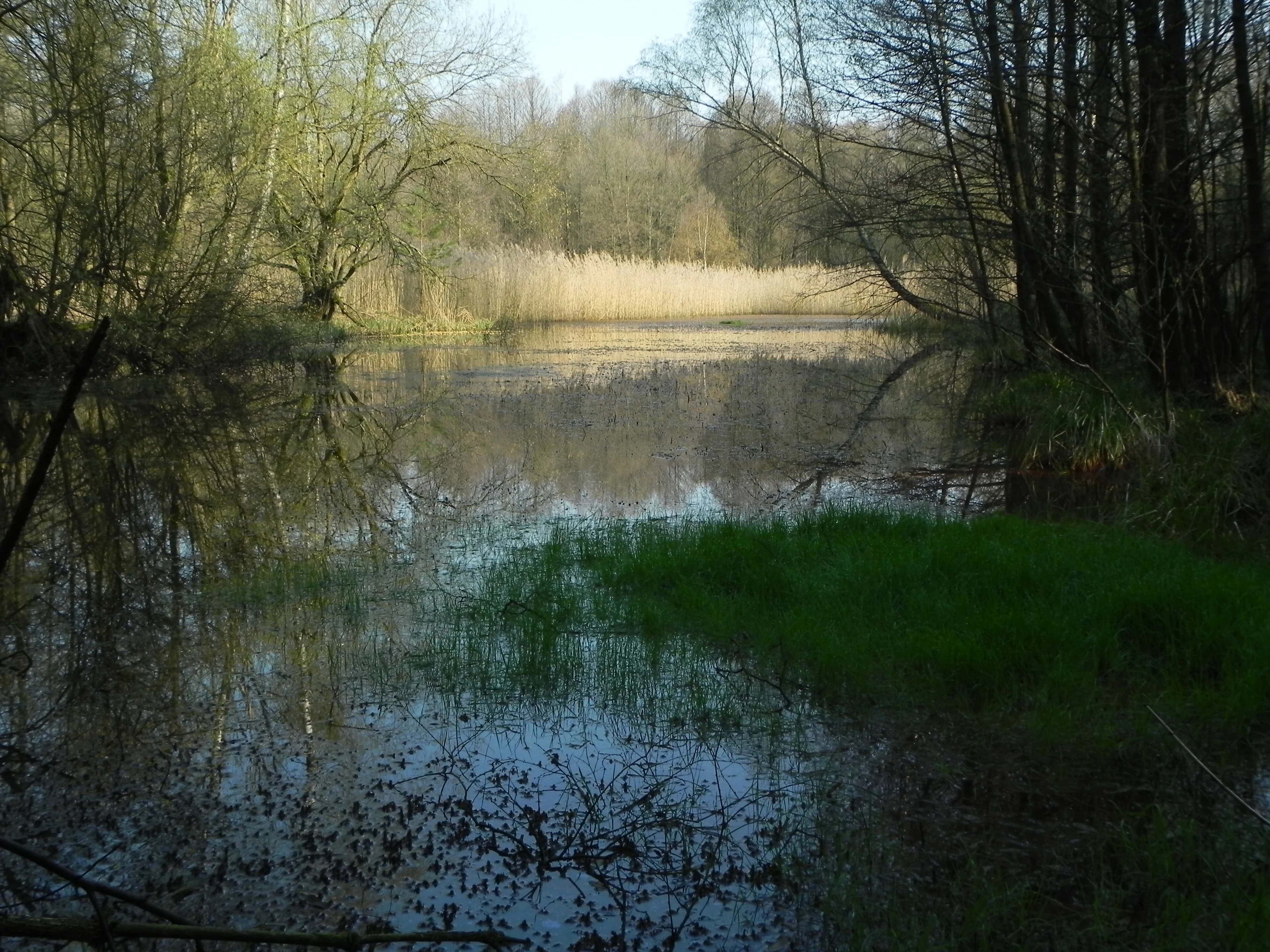 A calm, still lake surrounded by deciduous trees and marsh grasses under soft daylight.