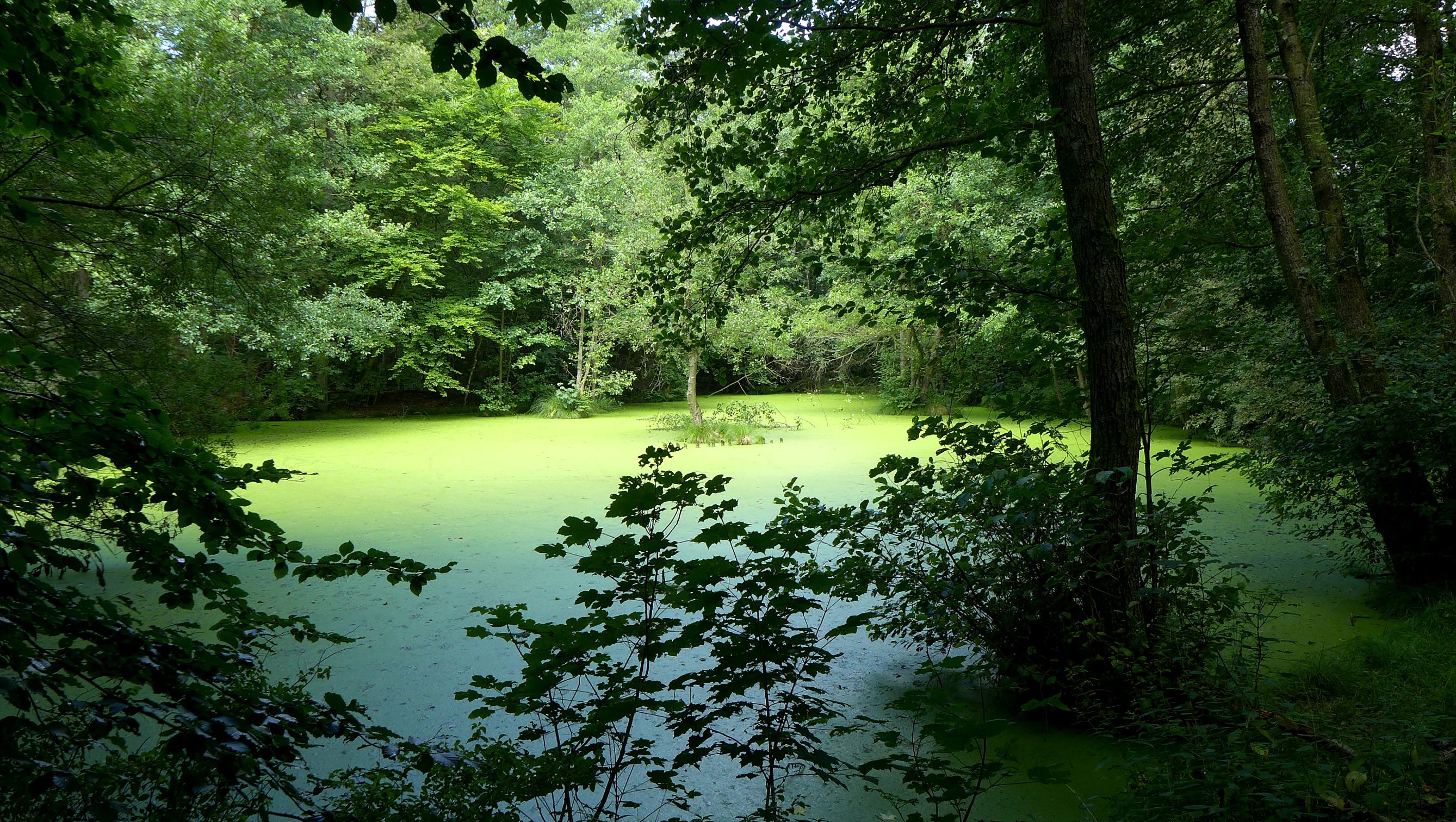 A small, calm pond surrounded by dense forest, with the water surface almost entirely covered in a vibrant green layer of duckweed.
