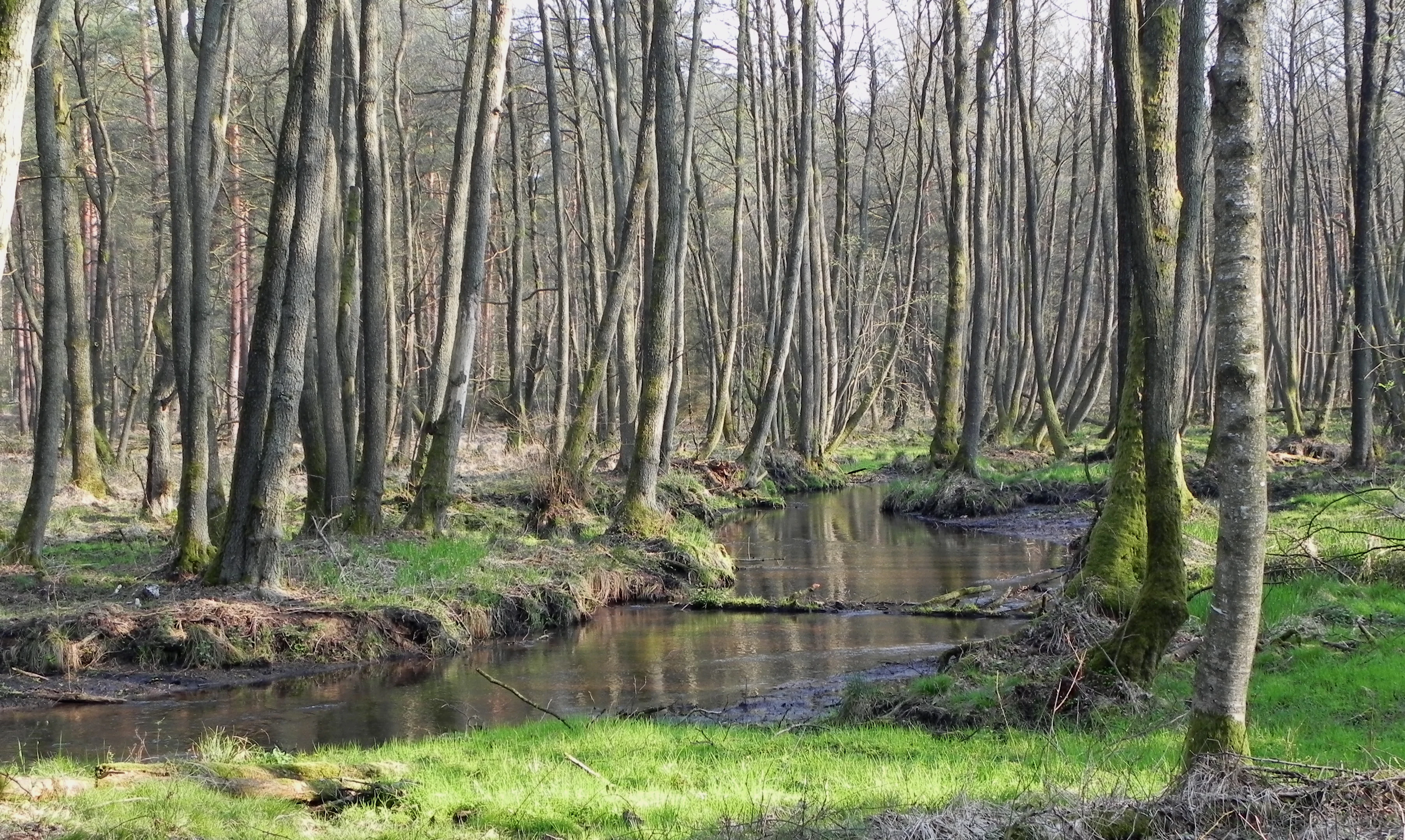 A small, calm stream winds through a dense alder forest in a nature reserve, with green grassy banks and tall tree trunks.