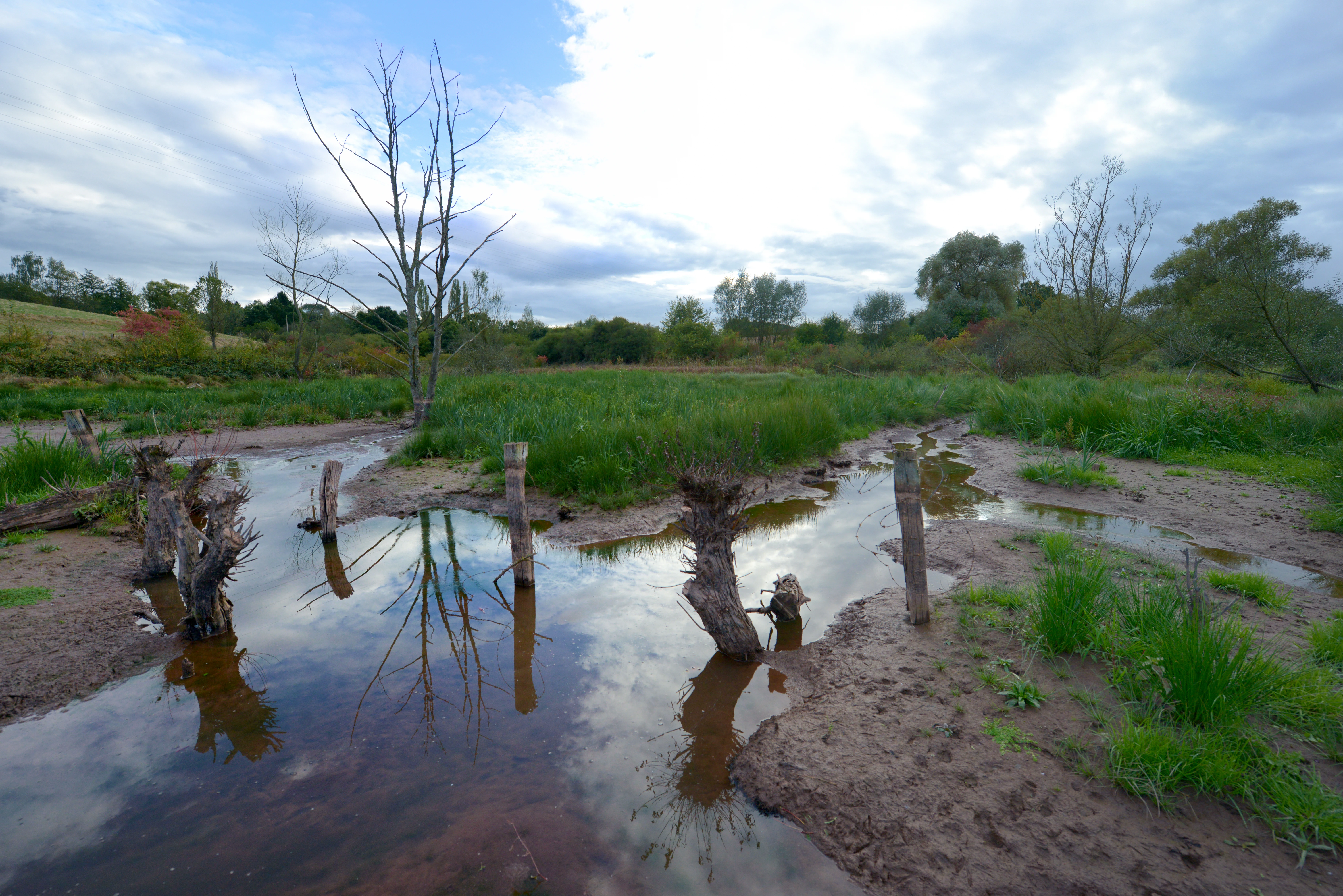 A muddy wetland area featuring a series of gnawed tree stumps standing in shallow water, indicative of beaver activity, with green grass and trees in the background under a cloudy sky.