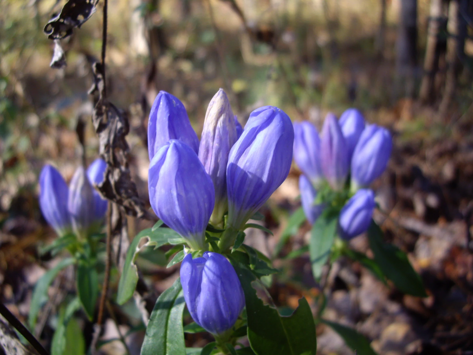 A close-up view of vibrant purple, closed, gentian-like flowers with green leaves, growing on a forest floor covered in dried leaves.