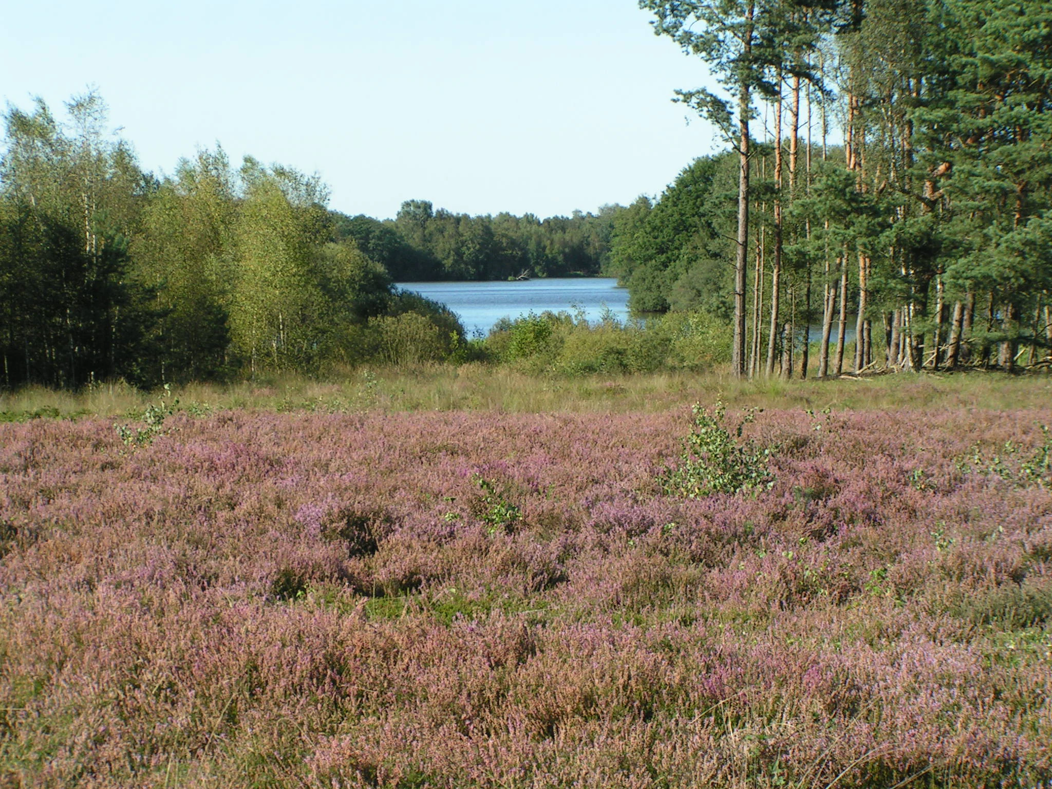 A wide view of a purple heathland in full bloom in the foreground, transitioning to a dense forest and a reservoir in the background under a clear sky.