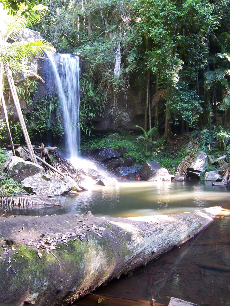 Waterfall flowing into a calm pool, surrounded by lush green rainforest vegetation and large rocks.