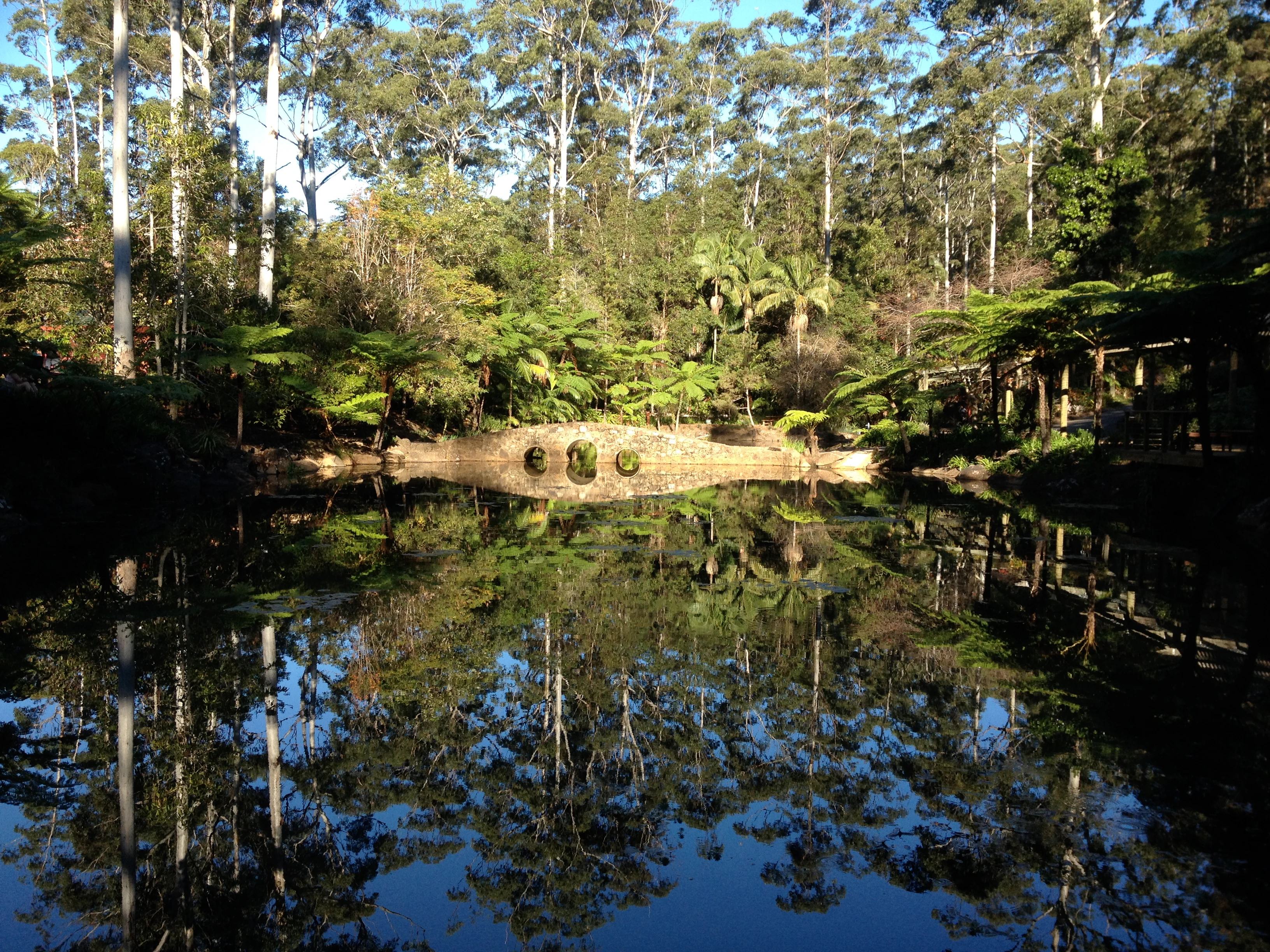 Still lake reflecting tall trees and dense forest under clear sky.