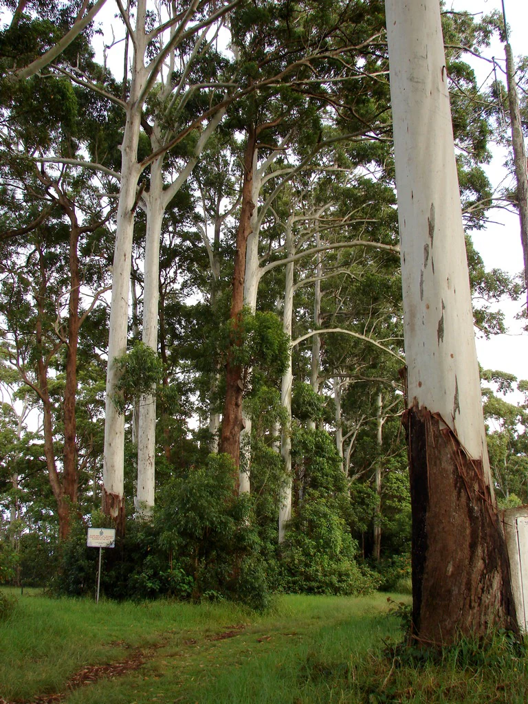 Multiple tall eucalyptus trees with white bark in a forest setting. Some trees have brown patches on the bark. There is green grass, undergrowth, and a small sign visible in the background