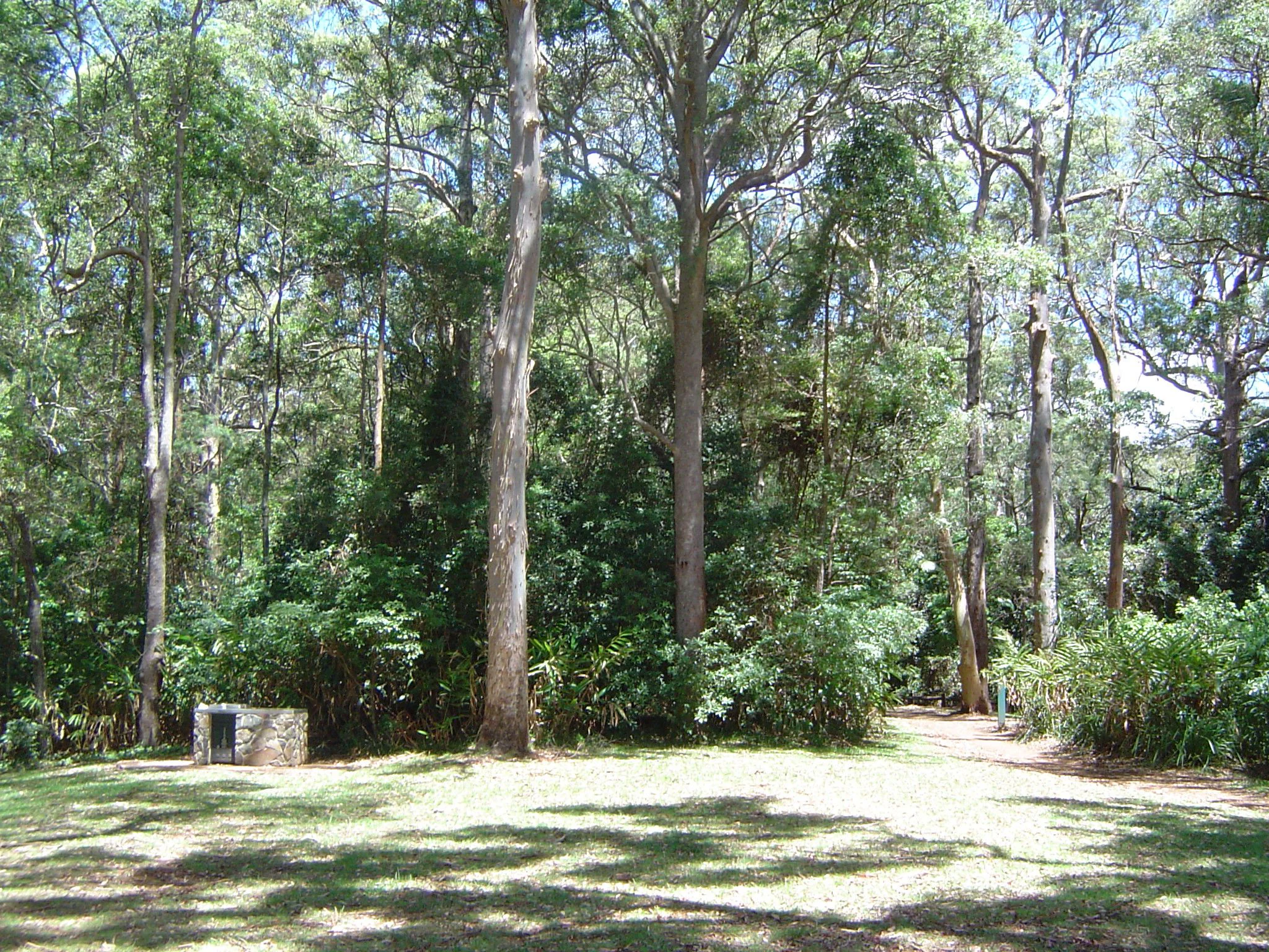 Grassy clearing surrounded by tall trees in a forest with dappled sunlight and a stone picnic table structure