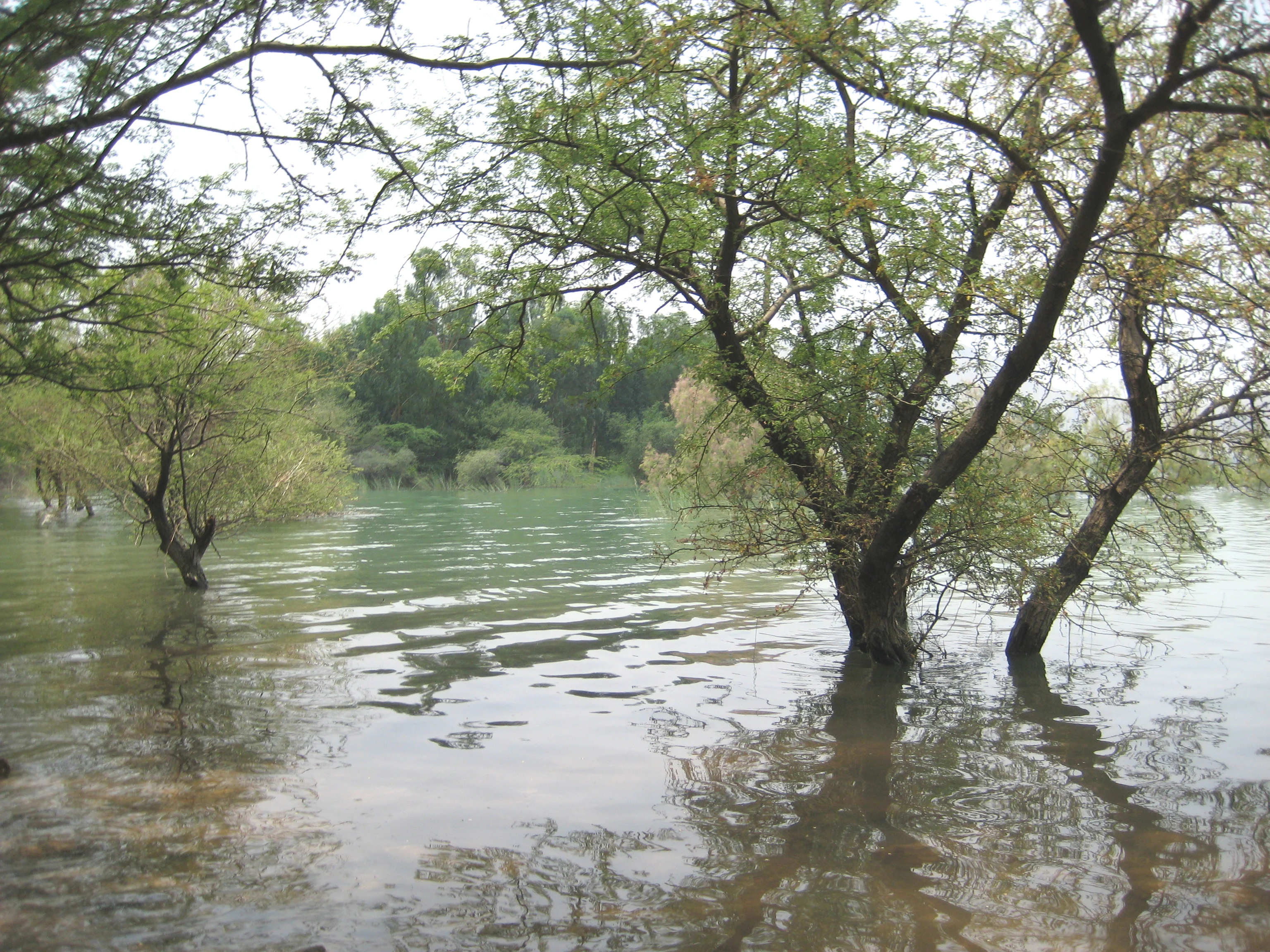 Un lago tranquilo con varios árboles que crecen dentro del agua, con sus troncos parcialmente sumergidos. Un follaje verde cubre los árboles y la costa distante bajo un cielo nublado.
