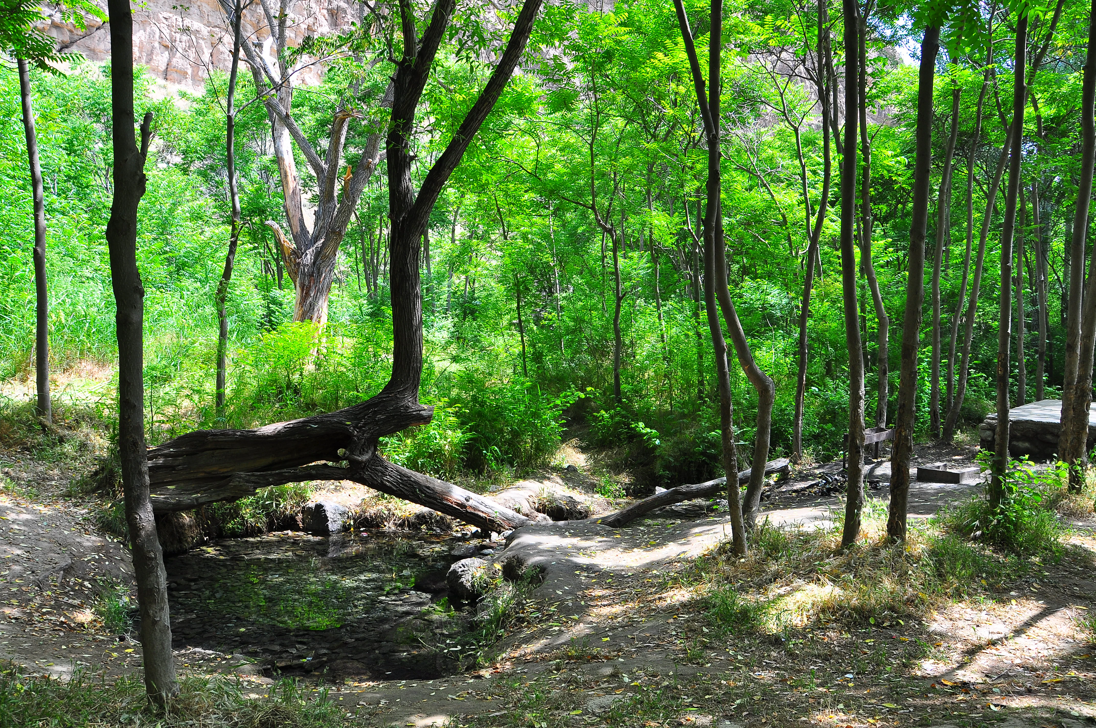A forest with tall green trees, a small stream, and a fallen tree trunk in a natural setting
