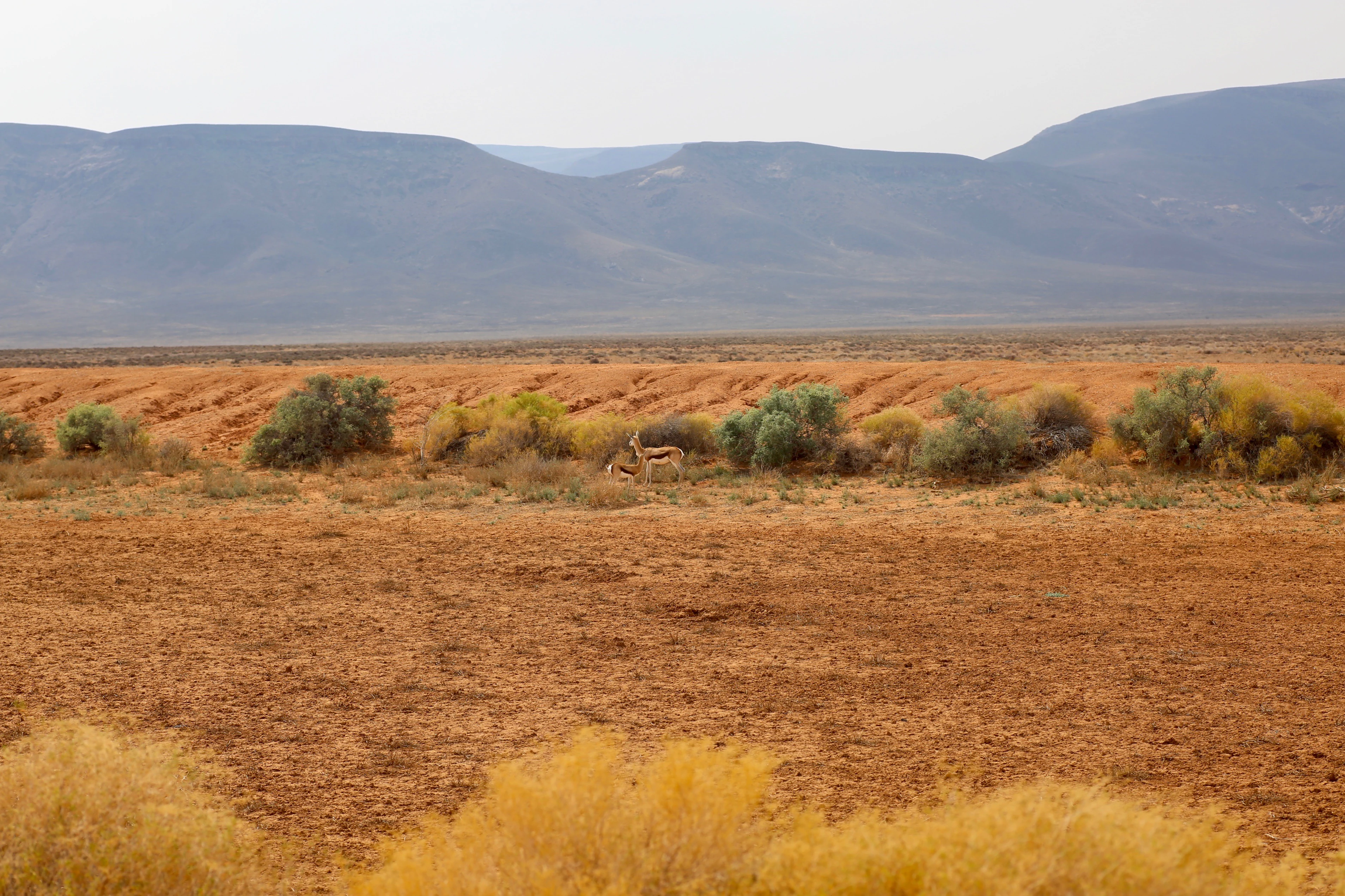 Dry reddish-brown plains with scattered bushes, distant mountains, and two springboks in the midground