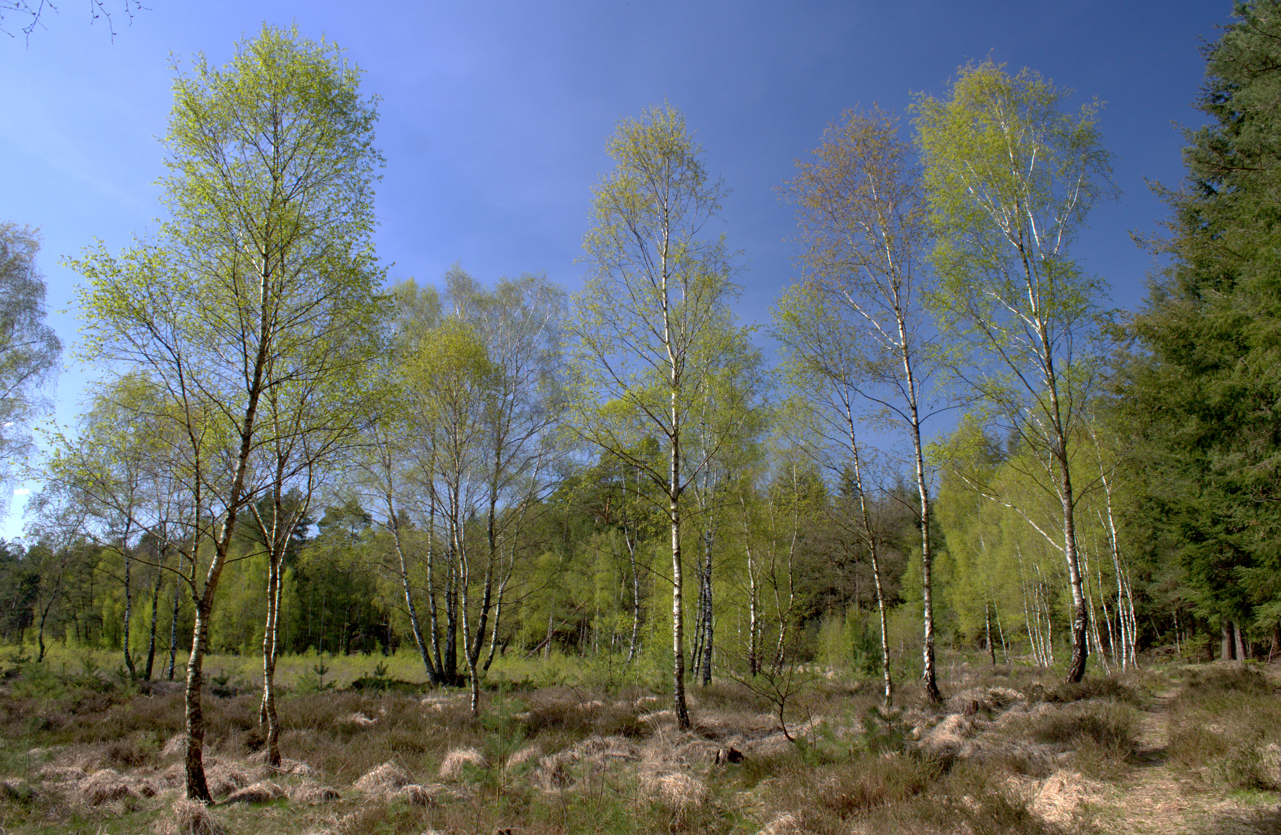 A group of slender birch trees with fresh spring foliage stands in a low-lying boggy landscape with patches of brown grass and shrubs under a clear blue sky.
