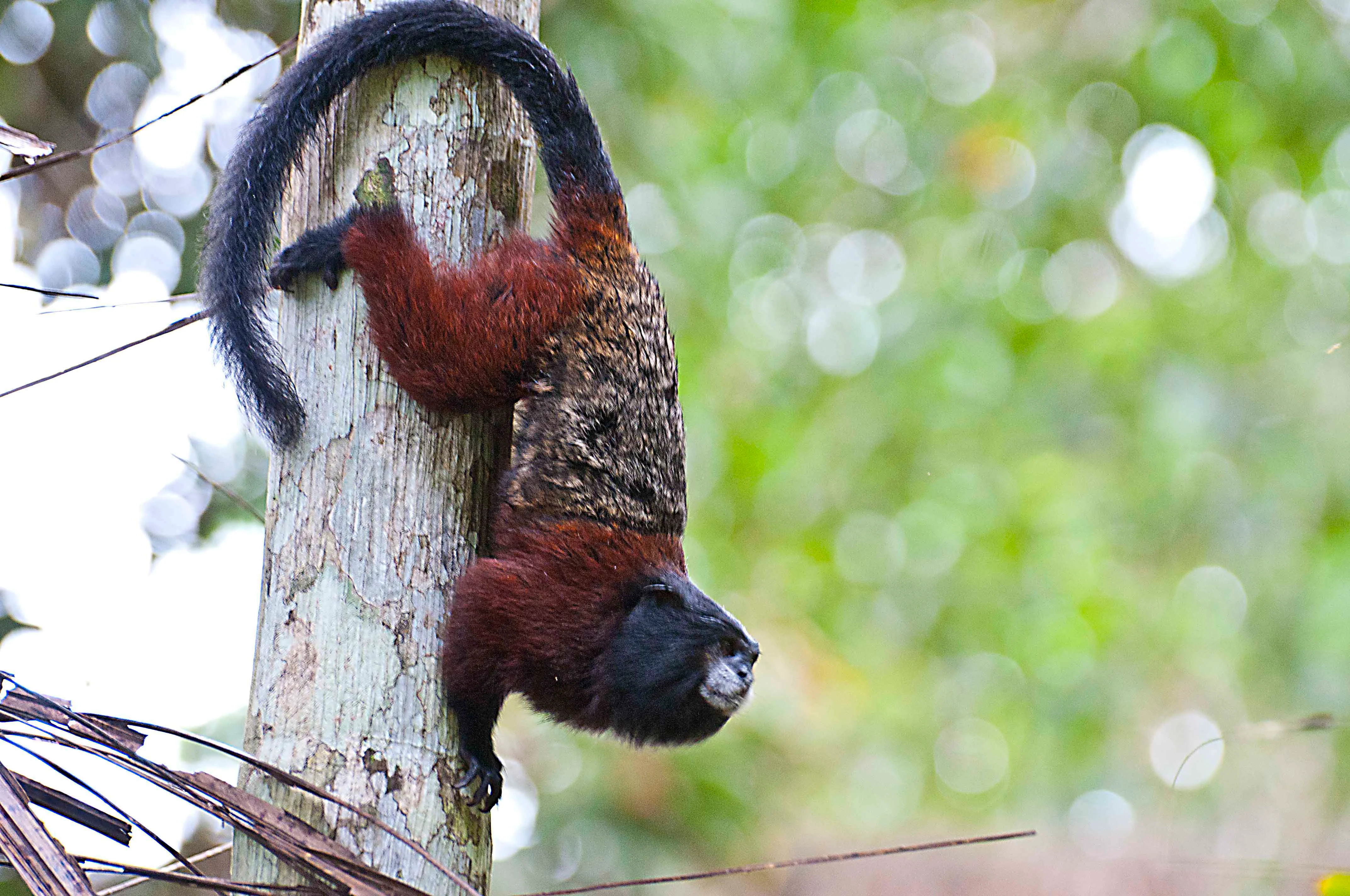 A saddle-back tamarin monkey with dark fur and reddish coloring, climbing vertically on a textured tree trunk.