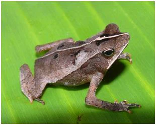 A small brown toad with a prominent ridge on its back resting on a large green leaf.