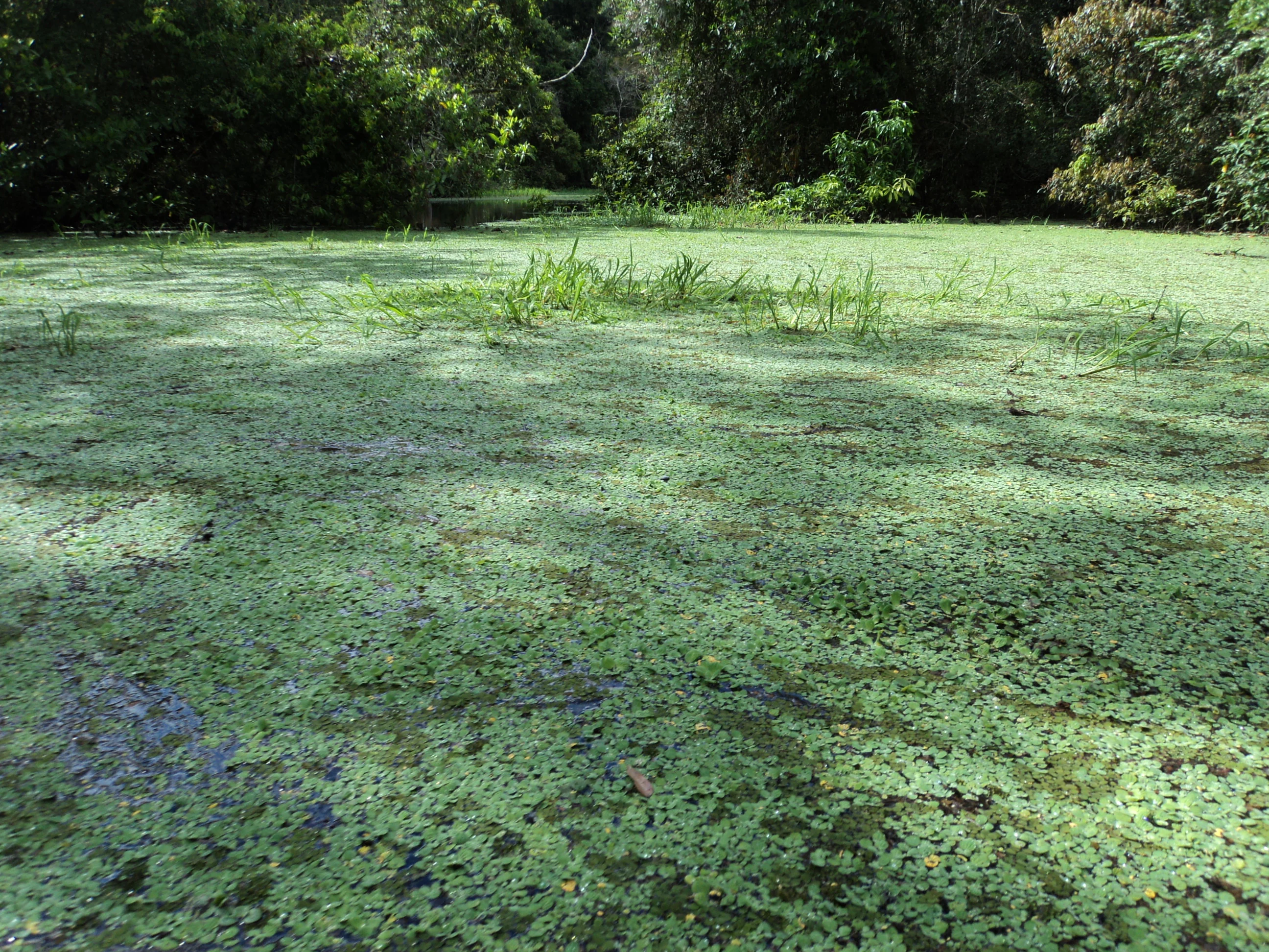 A calm, narrow waterway covered in thick green aquatic vegetation, surrounded by dense Amazonian forest.