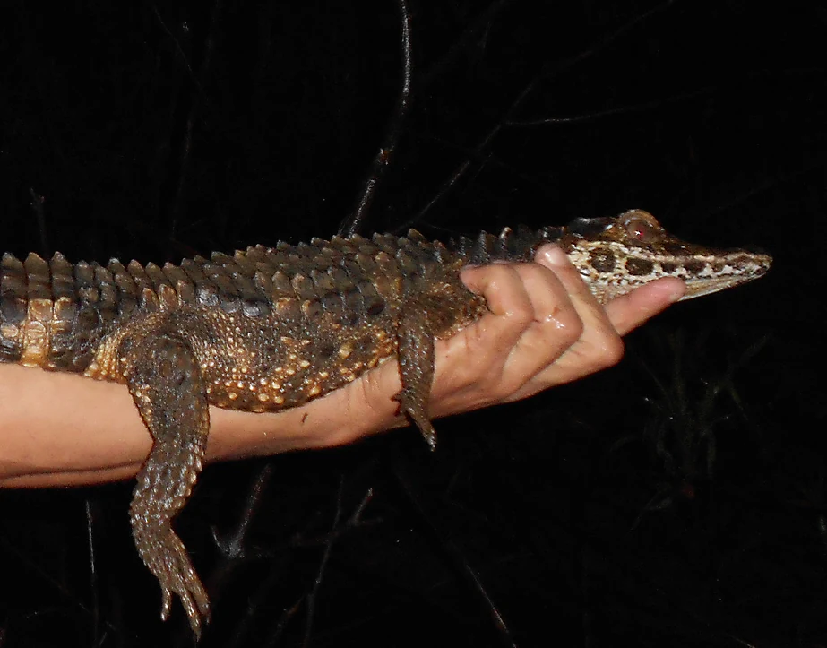 A close up shot of a person holding a small juvenile caiman in their hand against a dark, nocturnal background.