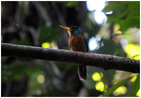 A small bird with a brown chest and iridescent blue-green head perched on a thin horizontal branch against a blurred green forest background.