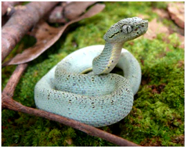 A pale green and speckled snake with a triangular head resting curled on a patch of bright green moss.