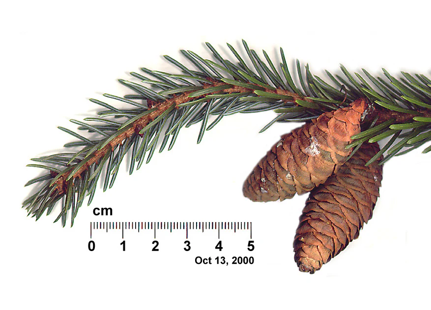 Branch with two brown cones and green needles next to a centimeter scale ruler