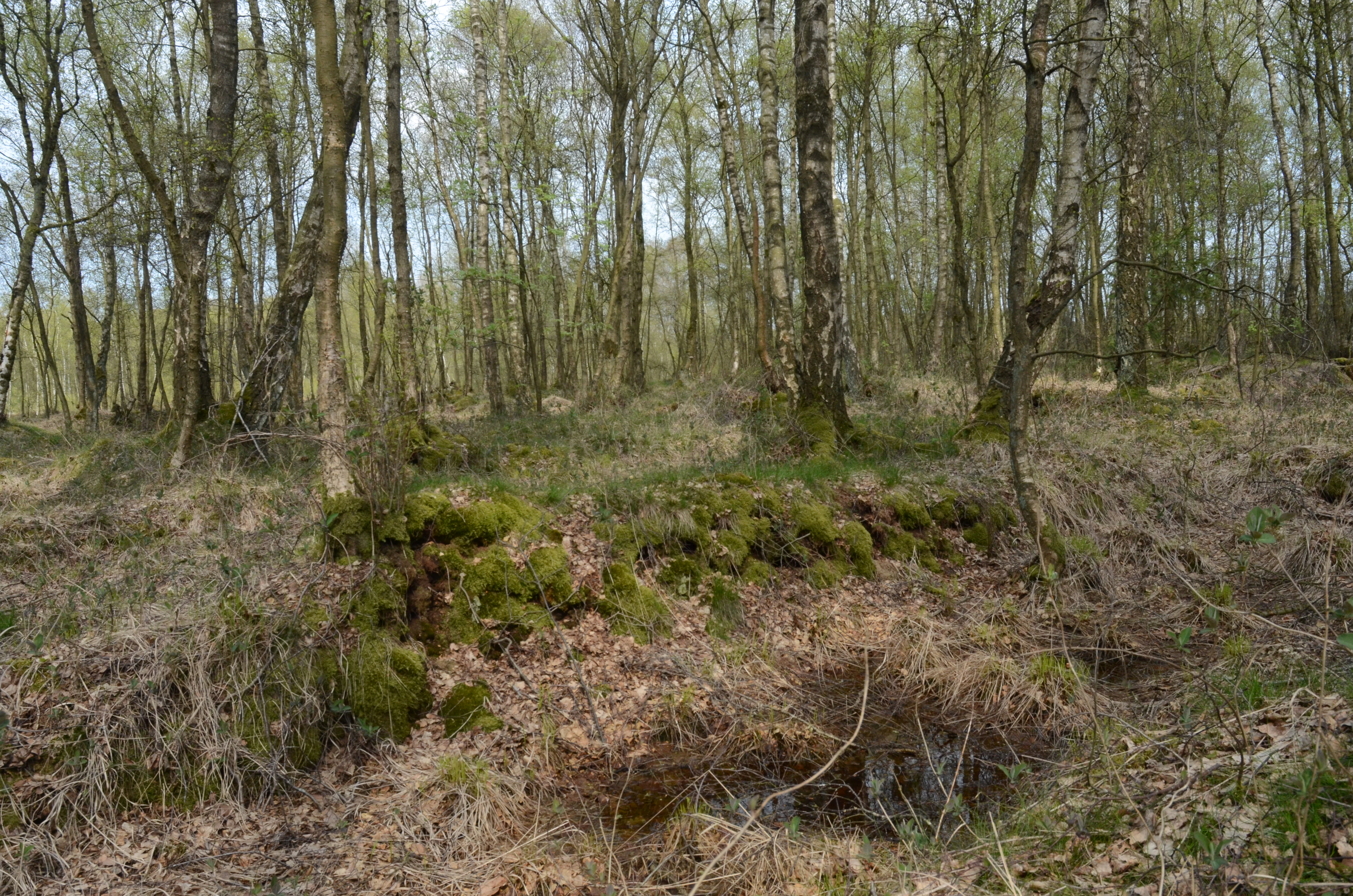 A woodland scene in Tarbeker Moor featuring slender white birch trees with moss-covered ground and dry leaves in the foreground.