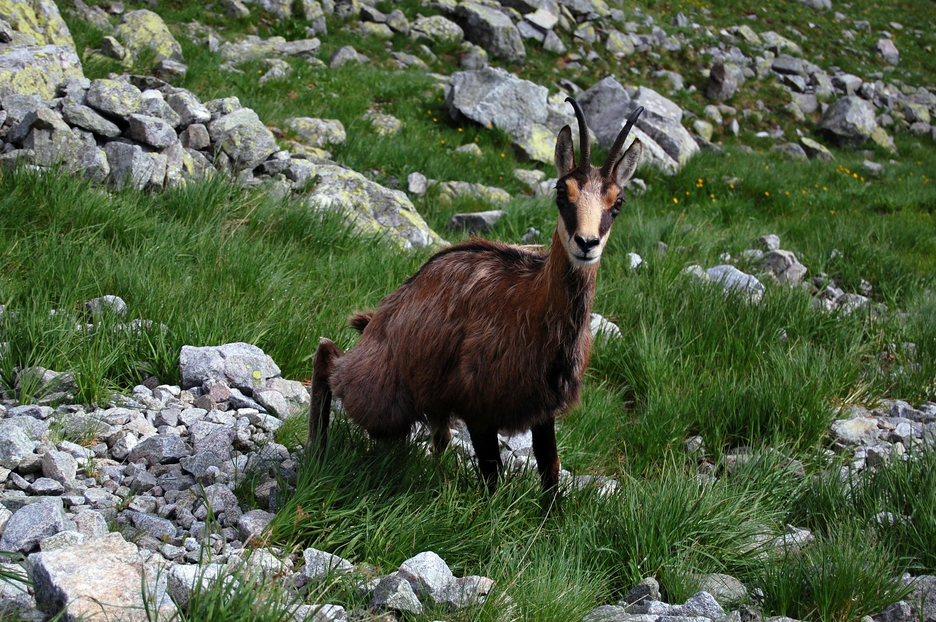 Una camuza se alza en una ladera rocosa y cubierta de hierba con piedras dispersas y vegetación verde