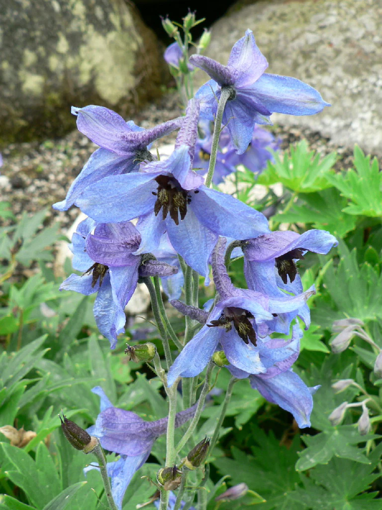Primer plano de flores azules de Delphinium oxysepallum con centros oscuros y hojas verdes sobre un fondo rocoso
