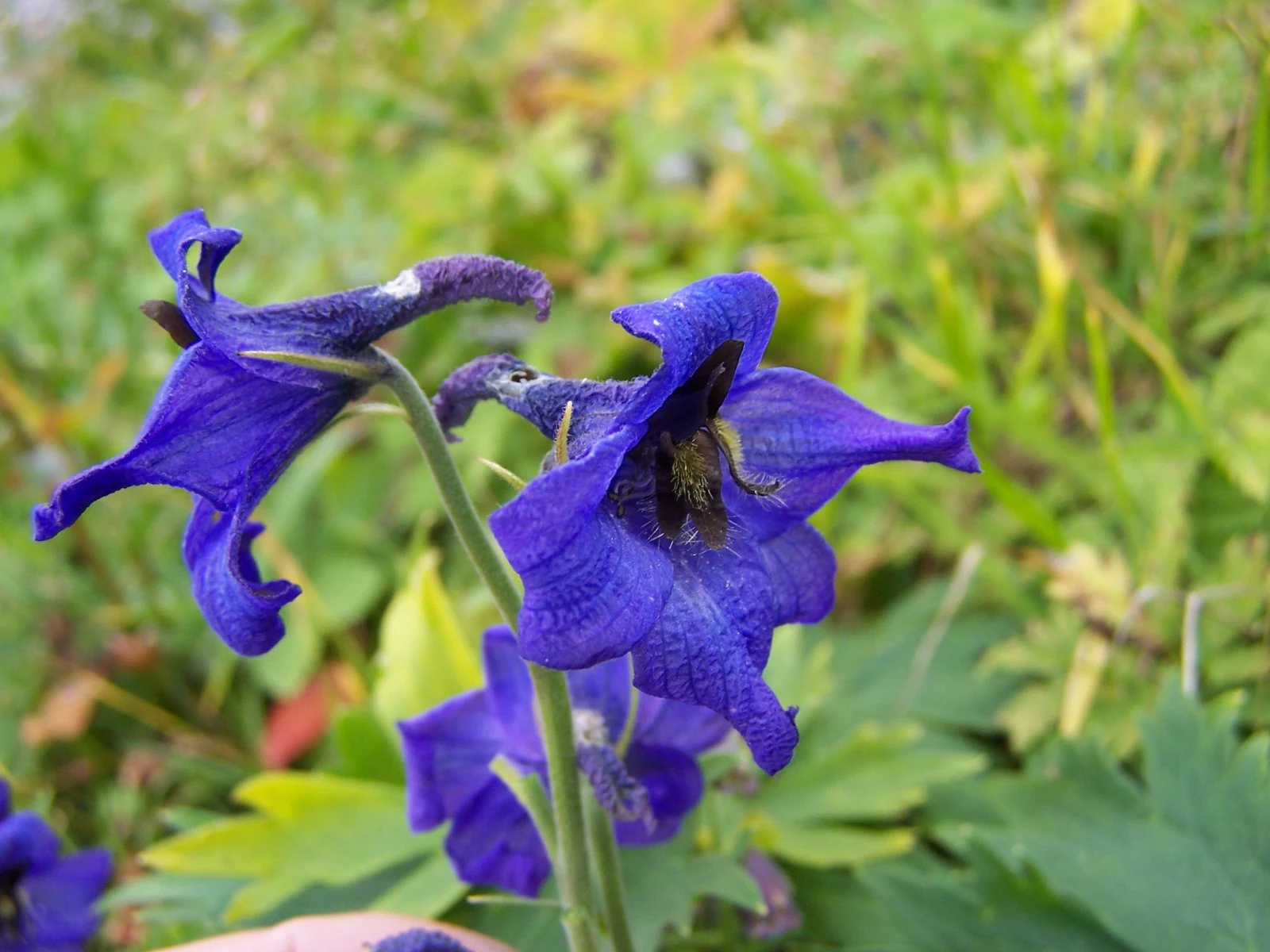 Flores de Delphinium oxysepalum de color azul con una abeja en un pétalo y follaje verde de fondo