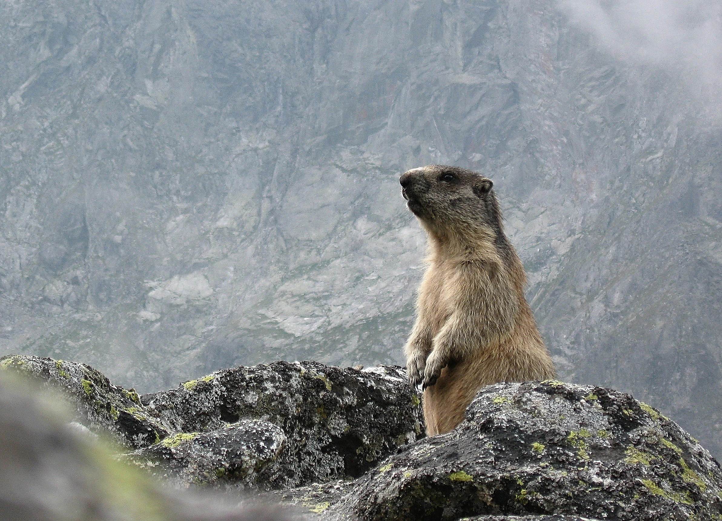 Marmota de Tatras (Marmota marmota latirostris) sobre un afloramiento rocoso en un paisaje montañoso