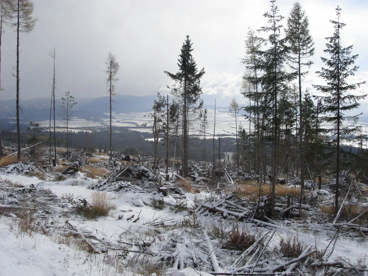 Terreno cubierto de nieve con árboles caídos, escombros esparcidos y pinos de pie en un paisaje montañoso bajo un cielo cubierto