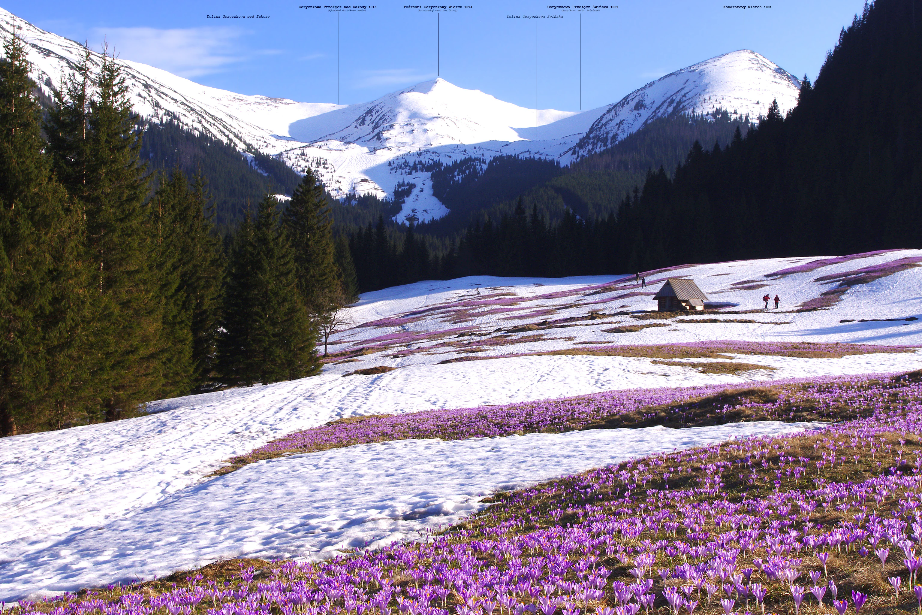 Una amplia toma de paisaje soleado que muestra un prado en primer plano lleno de azafranes púrpuras en flor y parches de nieve derritiéndose. Al fondo, laderas boscosas se elevan hacia cumbres montañosas cubiertas de nieve. Una pequeña estructura de madera se alza en el plano medio.