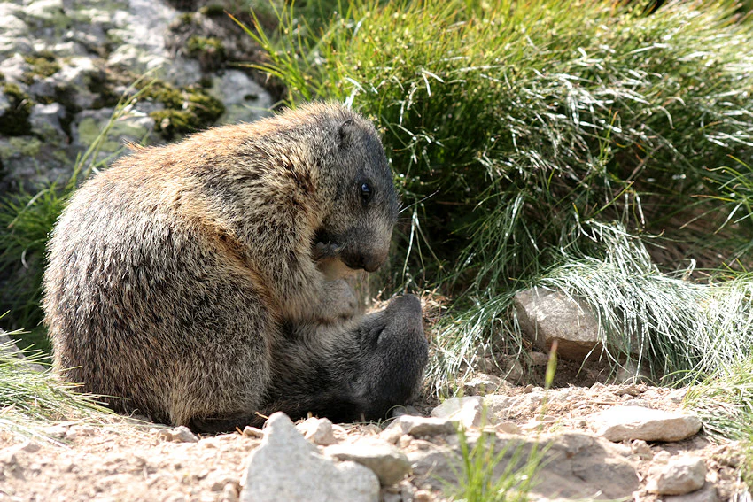 Dos marmotas jóvenes y peludas de color marrón sentadas muy juntas en una ladera rocosa y cubierta de hierba.