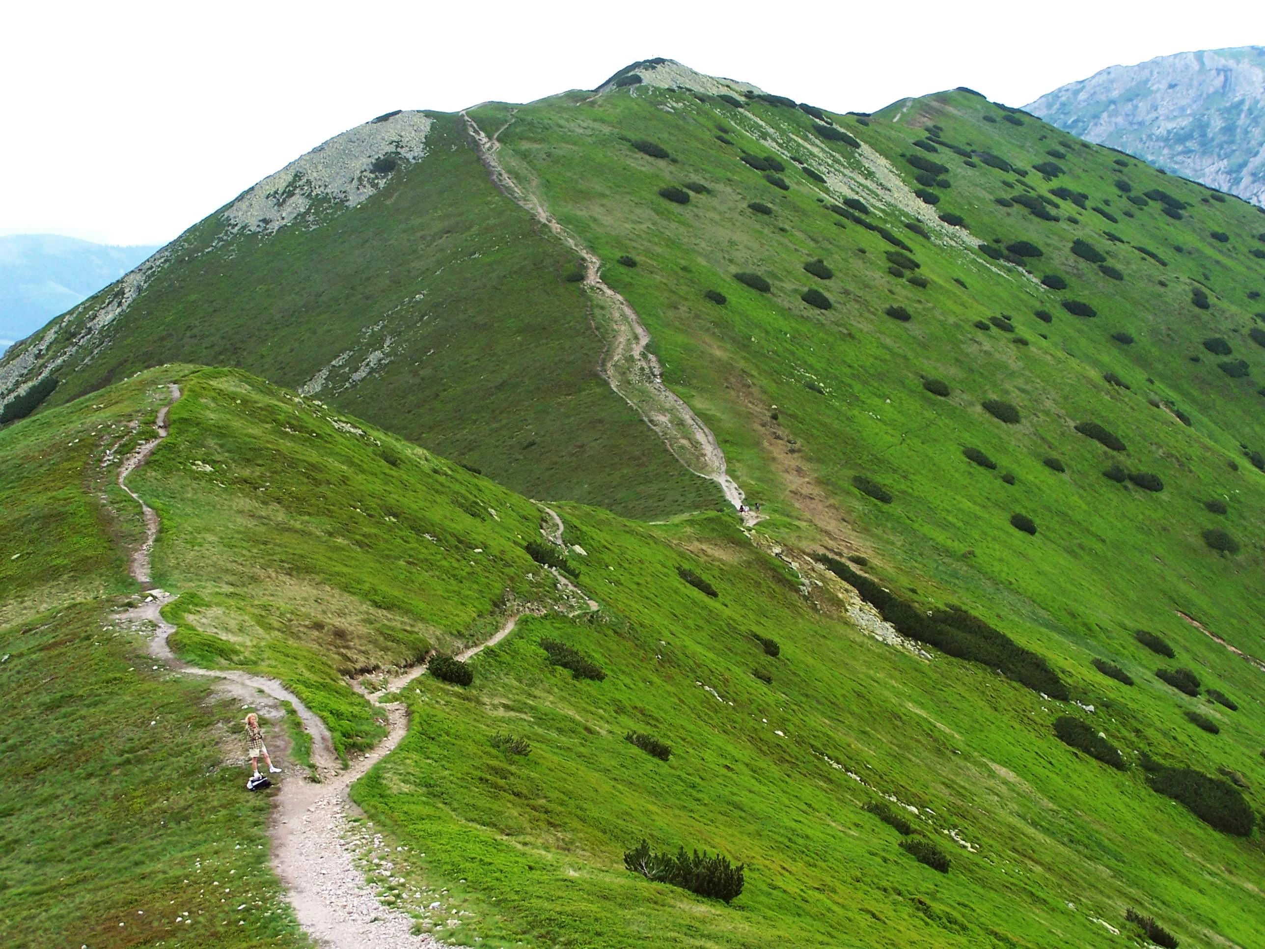 Un sendero de tierra que serpentea por una empinada cresta montañosa cubierta de hierba verde, con arbustos dispersos de pino enano, que conduce a un pico prominente al fondo.