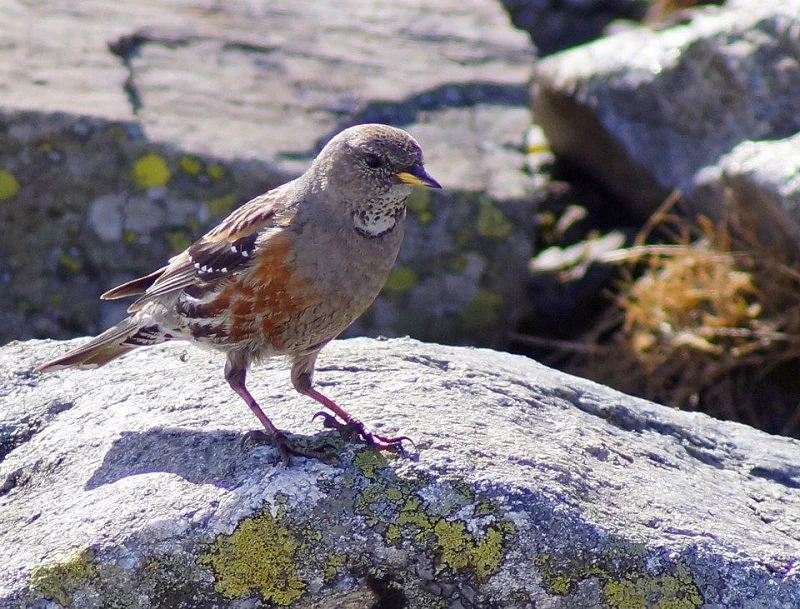 Un acentor alpino, un pájaro pequeño con cabeza gris, flancos castaños y garganta blanca moteada, posado sobre una gran roca gris con liquen amarillo.