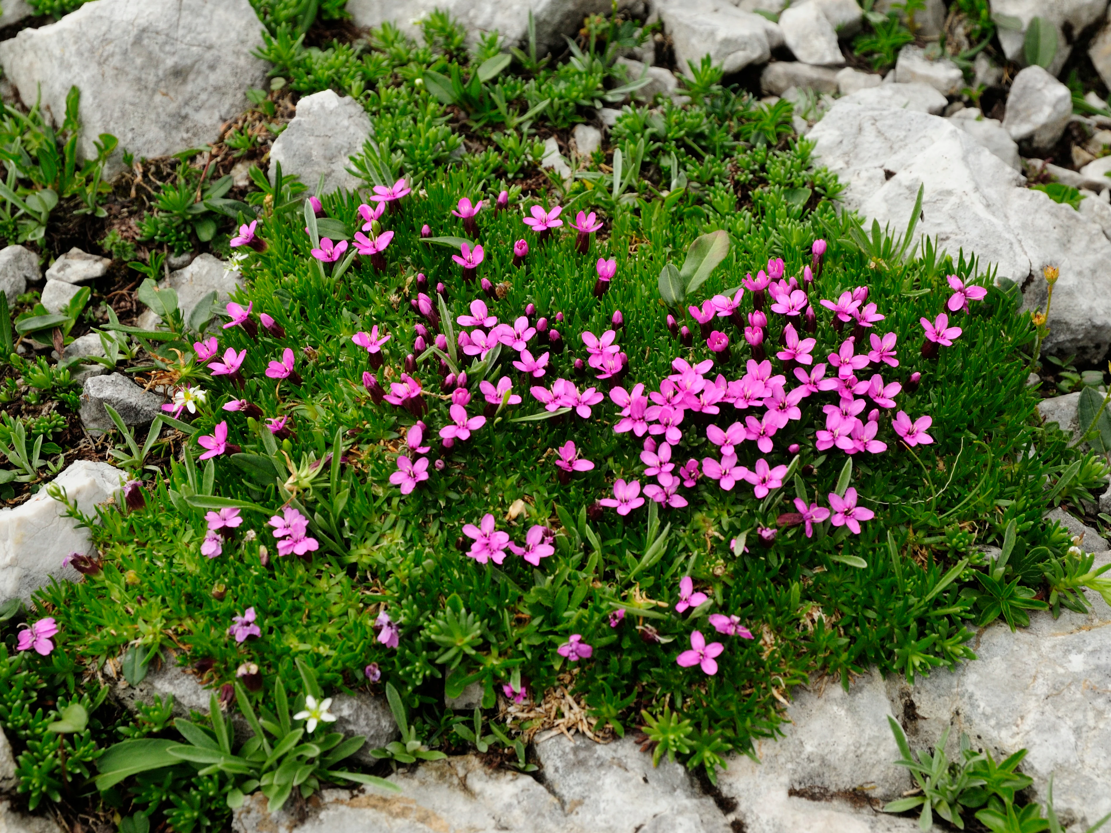 Una planta almohadilla de bajo crecimiento llamada silene acaulis, cubierta de muchas flores pequeñas de color rosa brillante con forma de estrella, rodeada de rocas grisáceas pálidas.