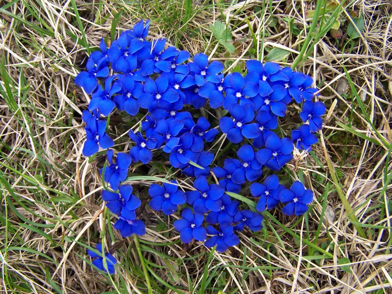 Un grupo de pequeñas flores de genciana de primavera, de color azul brillante y forma estrellada, que crecen en hierba de montaña seca y dispersa.
