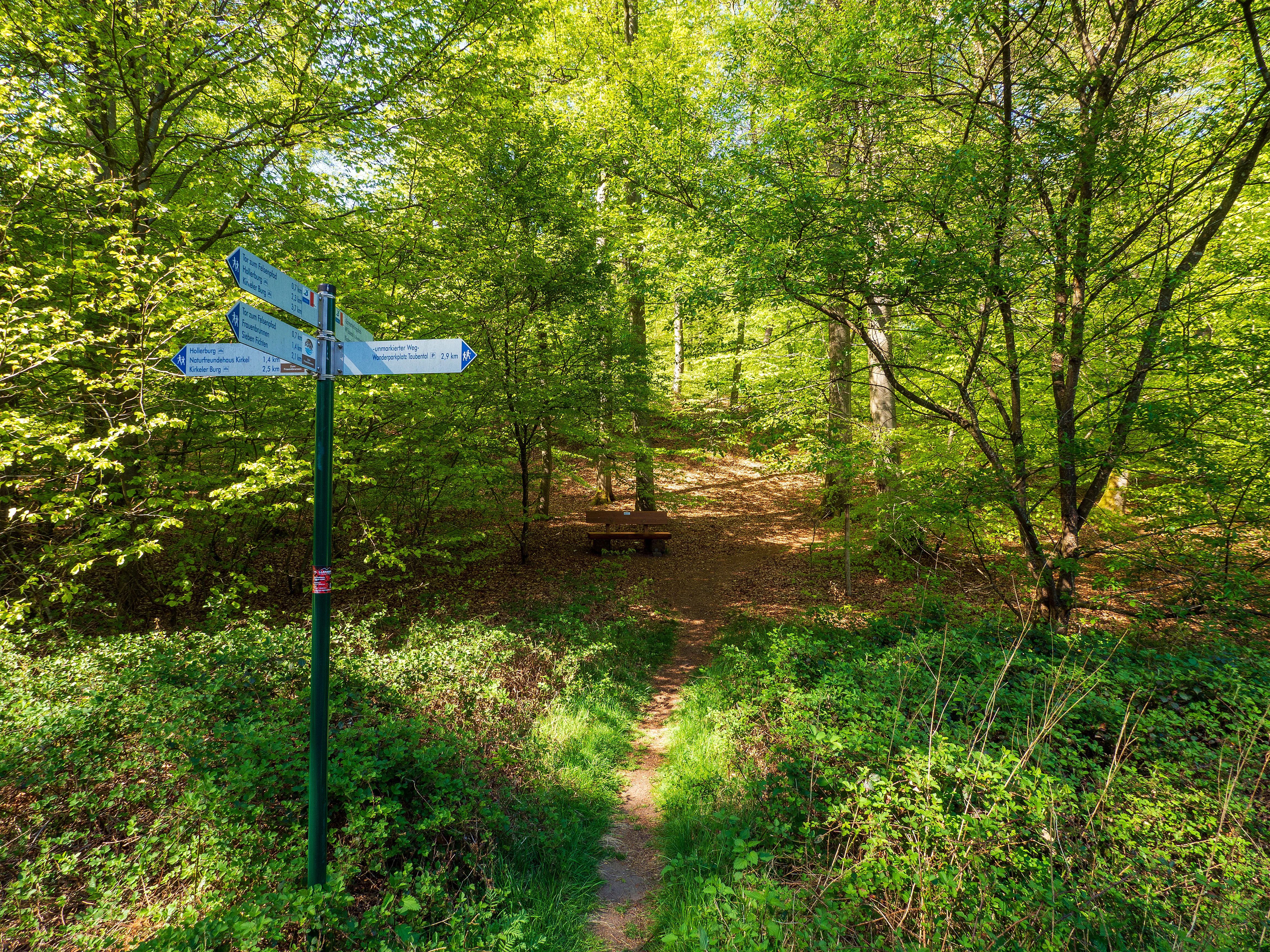 Un poste de señalización metálico verde con carteles direccionales azules se alza al borde de un sendero de tierra en un frondoso bosque caducifolio de color verde brillante.