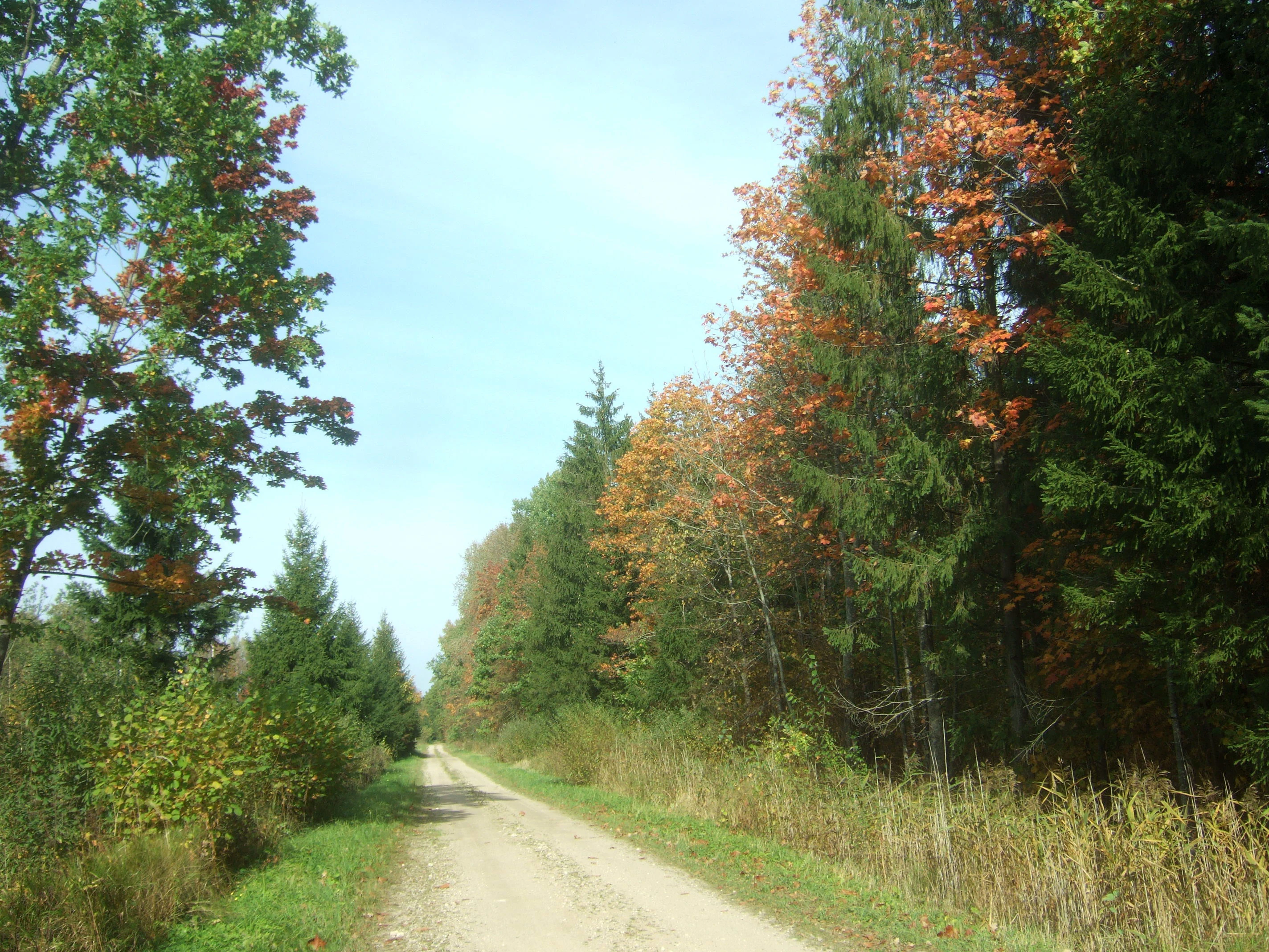 A narrow dirt road stretches into the distance, flanked by deciduous and coniferous trees showing early autumn foliage.