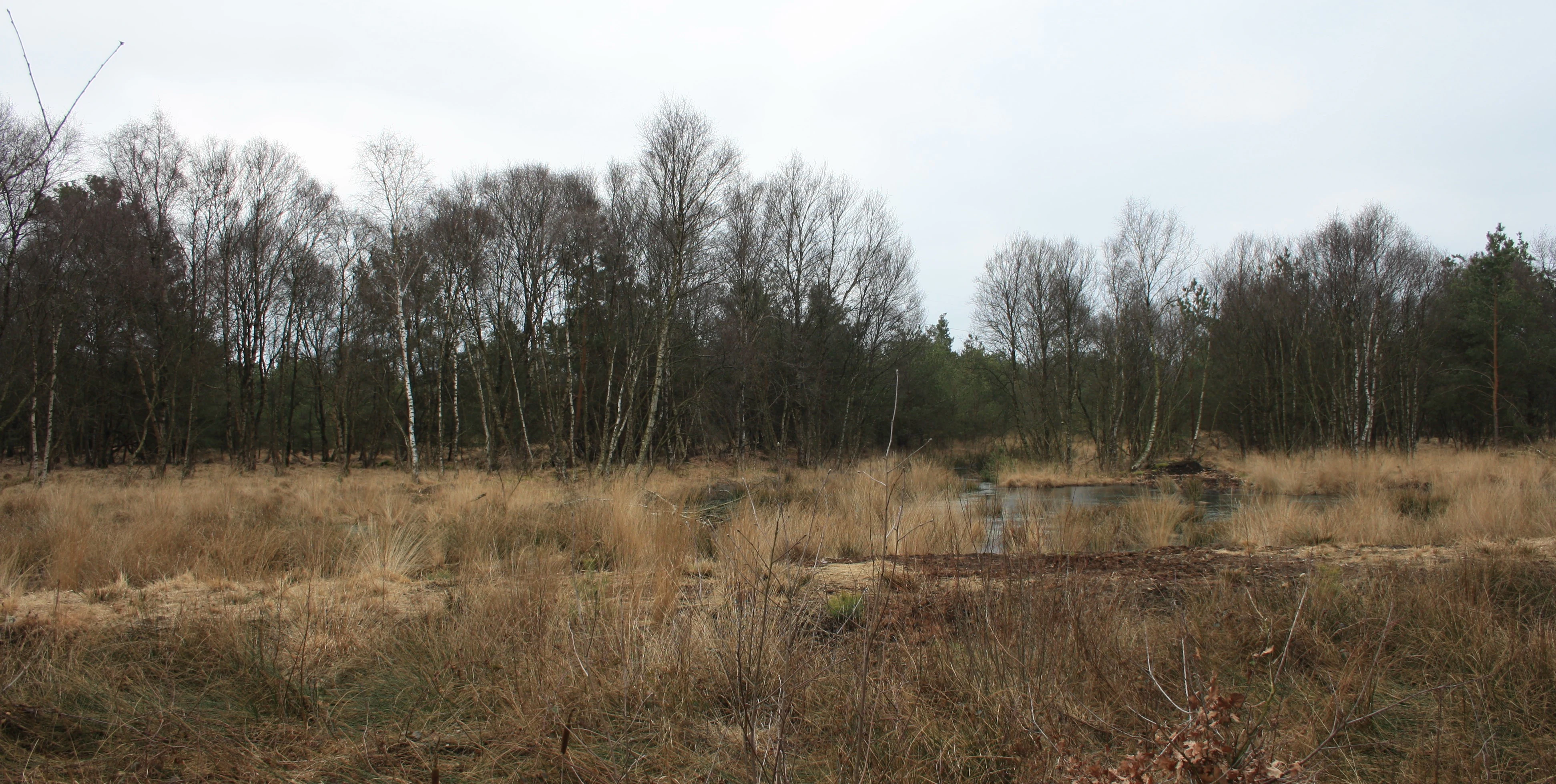 A landscape view of a marshy bog area with tall dry grasses and a small pool of water in the foreground, backed by a dense line of bare, dormant trees under an overcast sky.