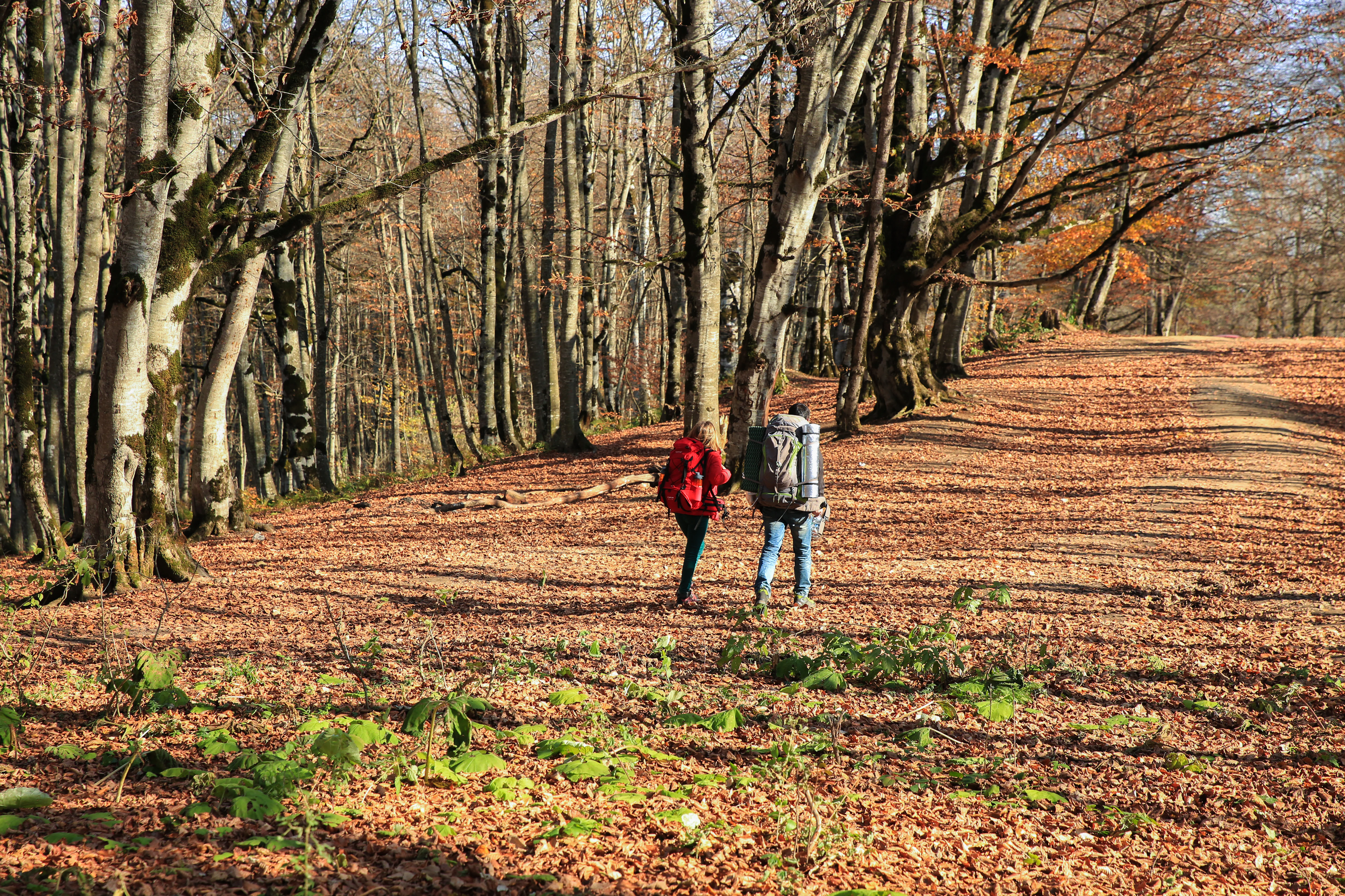 Two people walking on a dirt path surrounded by tall trees with fallen leaves