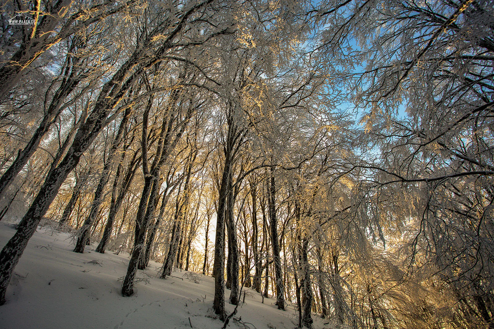 Snow-covered trees in a forested area with sunlight filtering through branches against a clear blue sky