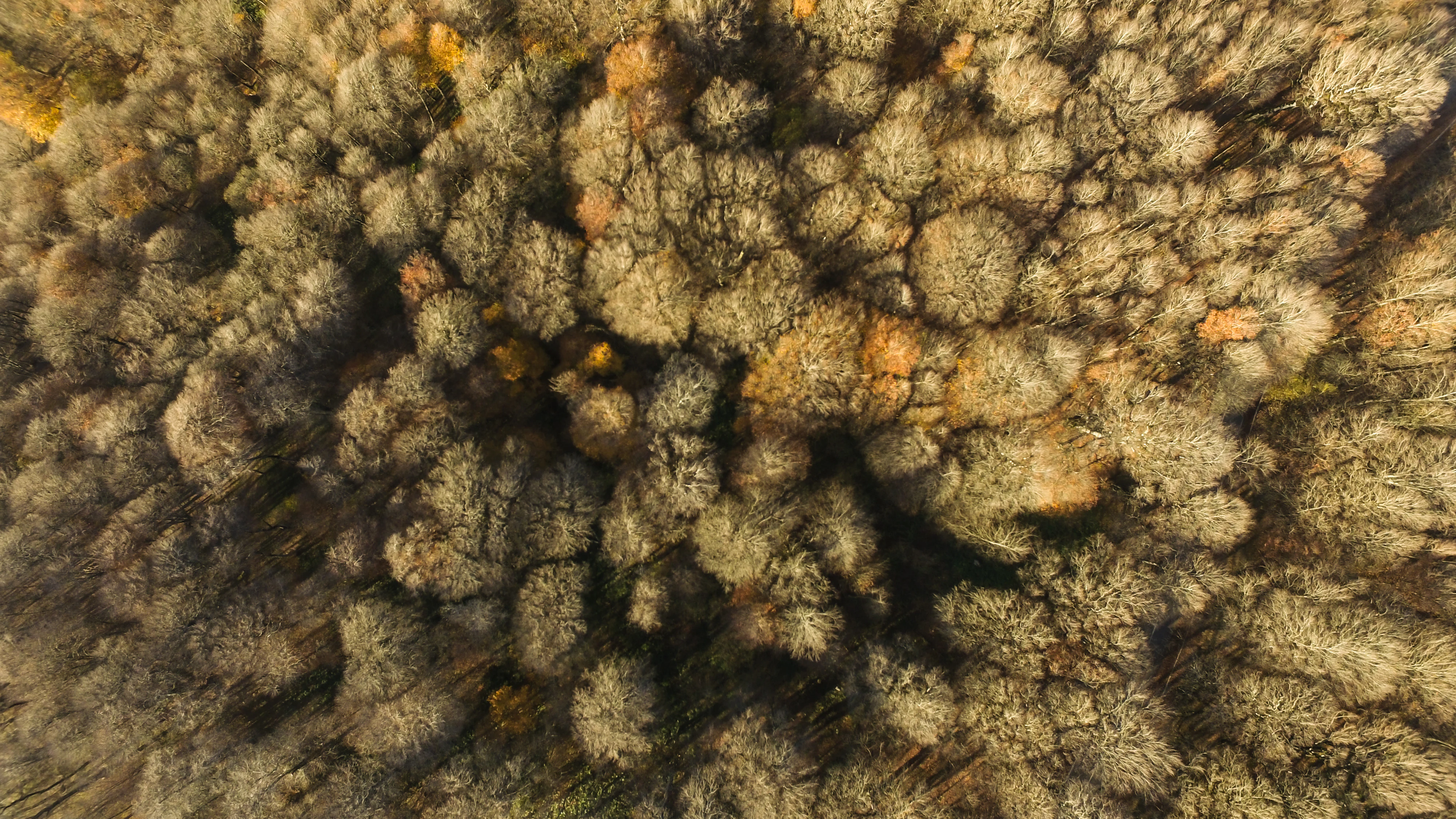 Aerial view of dense forest canopy showing autumn colors