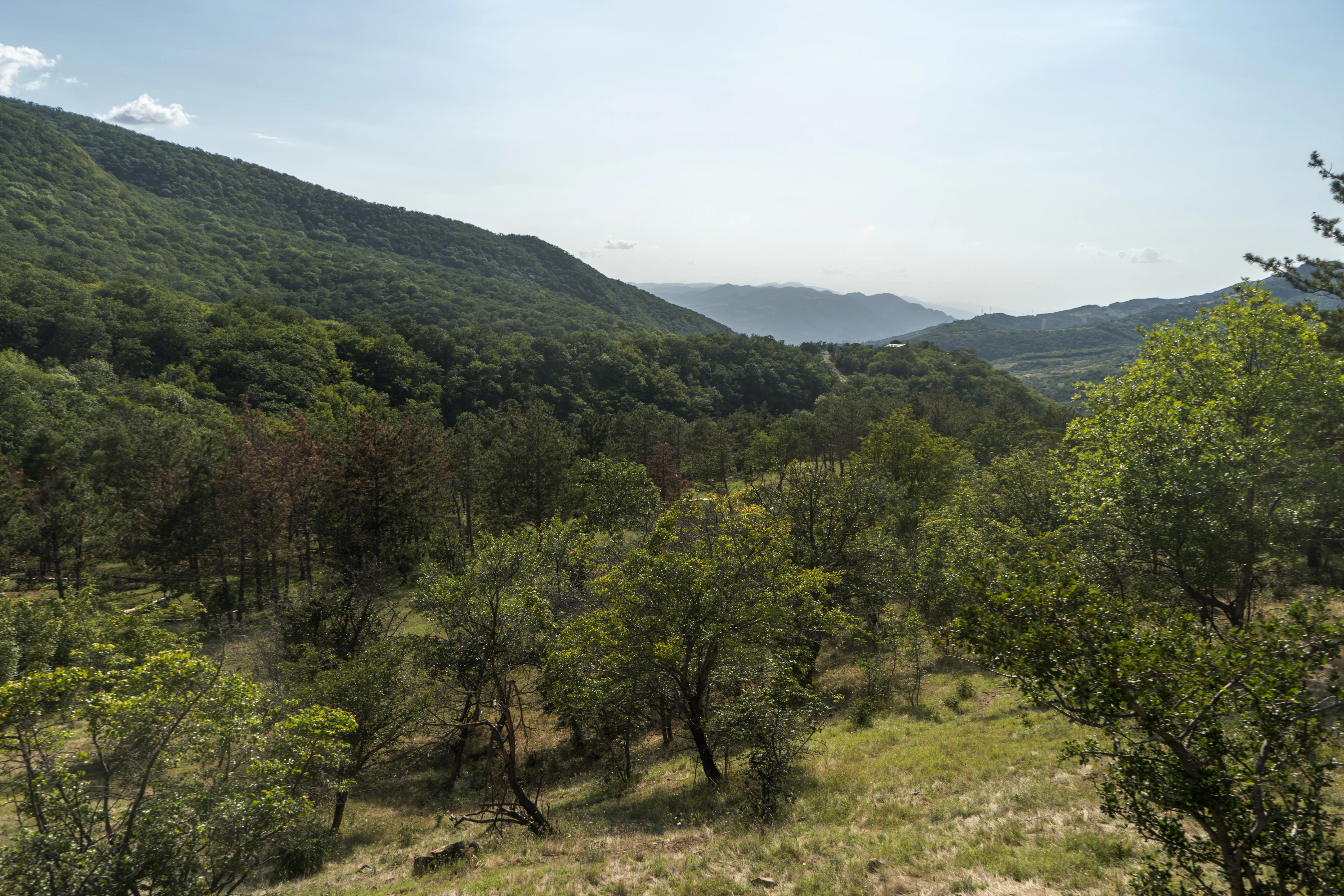Wide view of dense green forests and rolling hills in Tbilisi National Park with clear sky