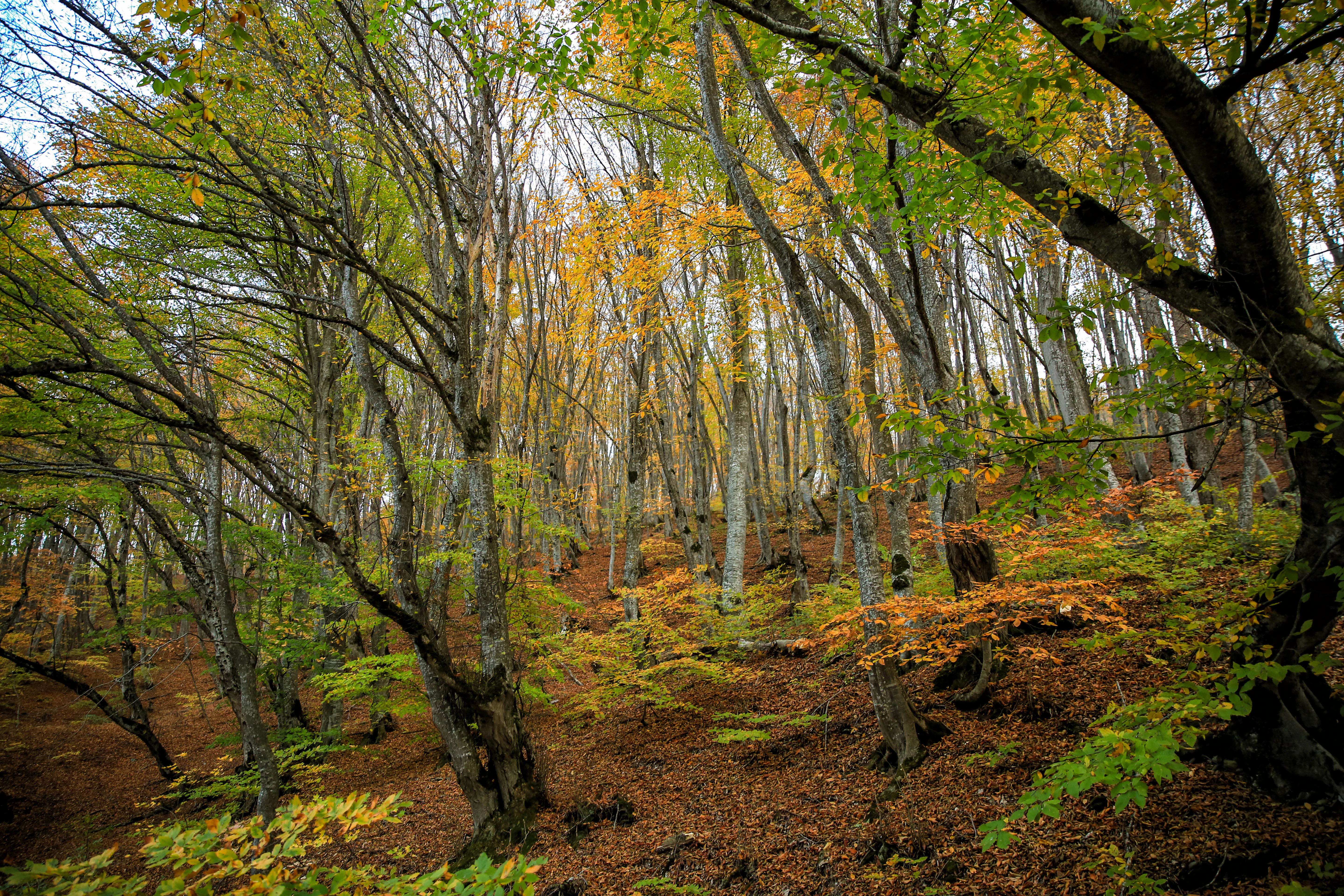 Forest scene with tall trees showing autumn foliage in shades of green, yellow, and brown