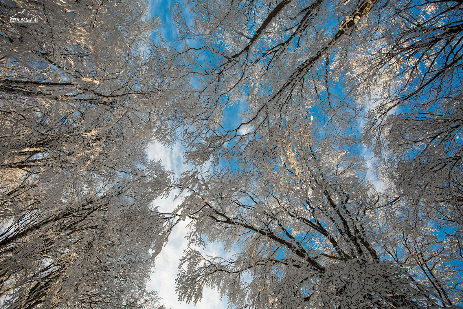 Snow-covered tree branches reaching upward against a blue sky with scattered clouds