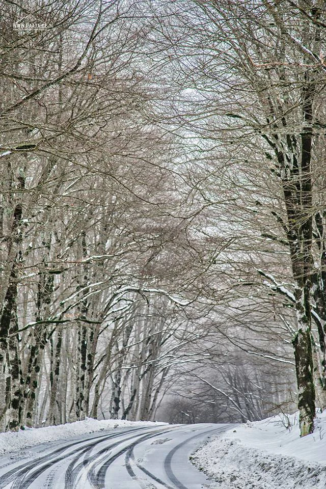 Snow-covered road with tire tracks winding through a forest of tall, leafless trees with snow on branches