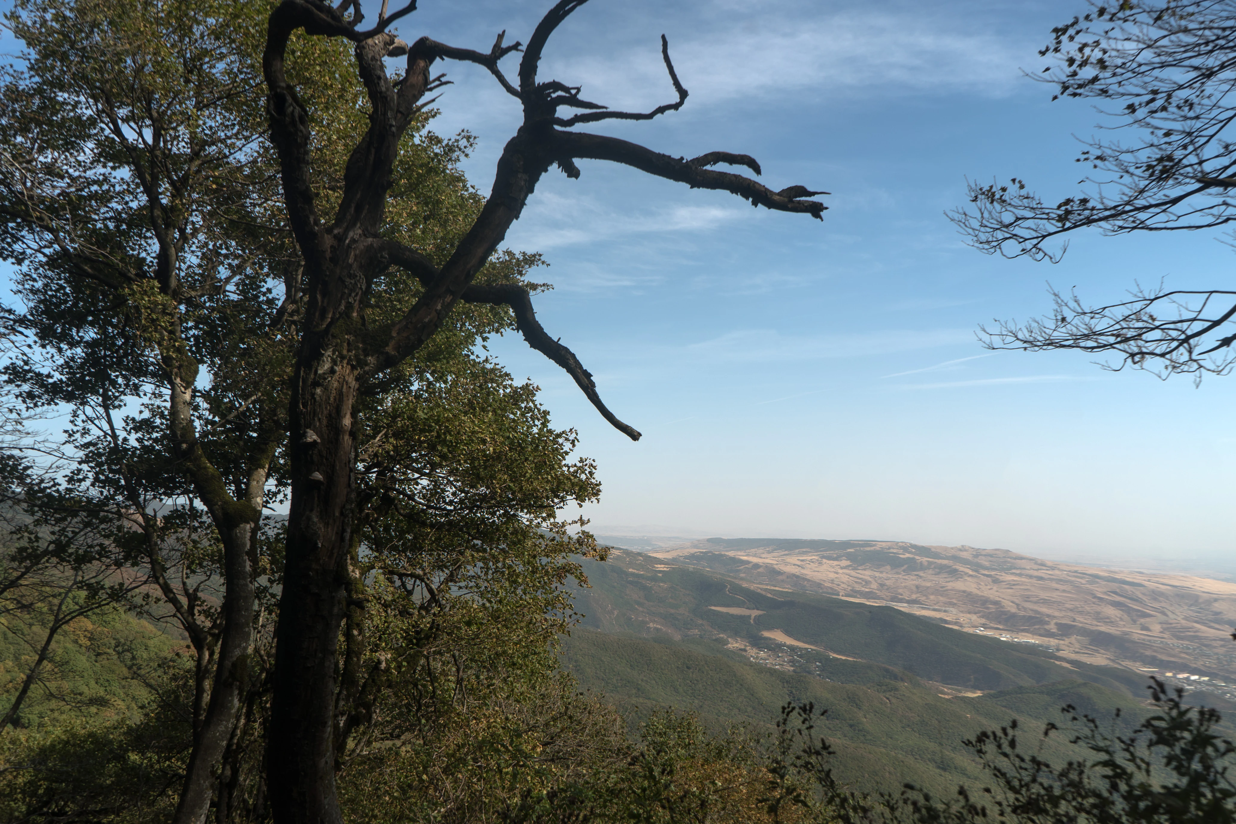 A tall dead tree with twisted branches in the foreground, surrounded by green foliage, overlooking rolling hills and distant mountains under a clear blue sky
